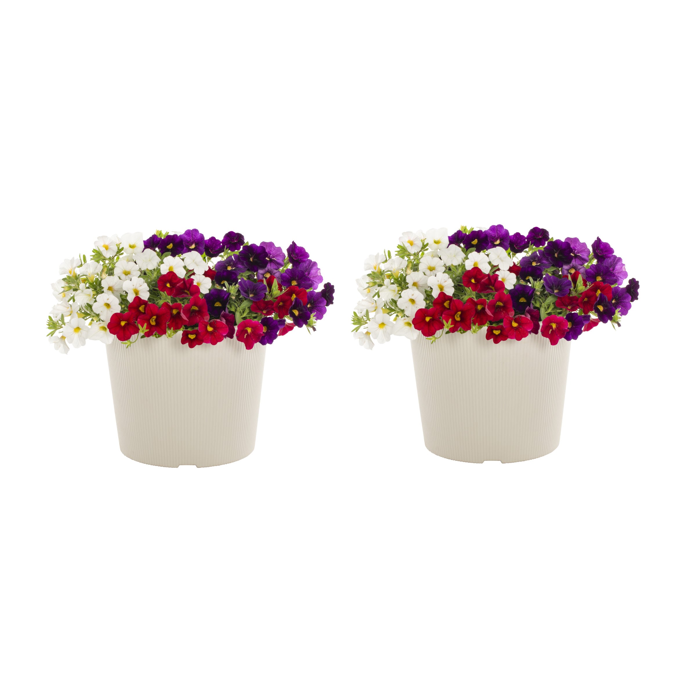 Metrolina Greenhouses 4941 Multicolor Calibrachoa in 3 Quart(s) Pot 2 -Pack