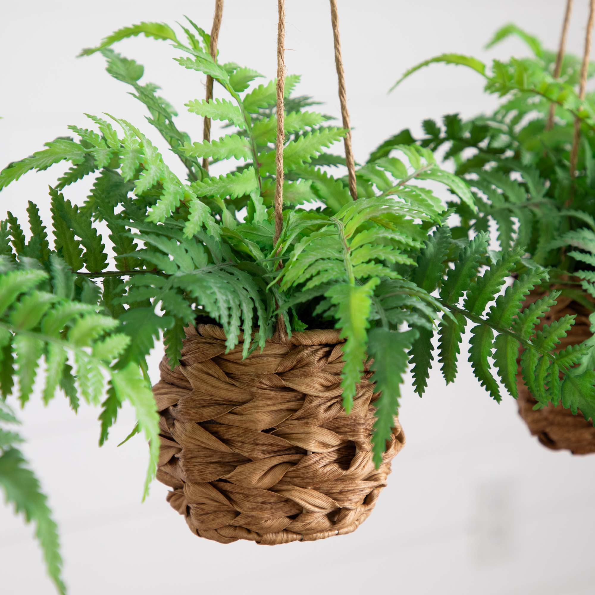 fittonia nerve plant Fittonia 'Pink' main image 1