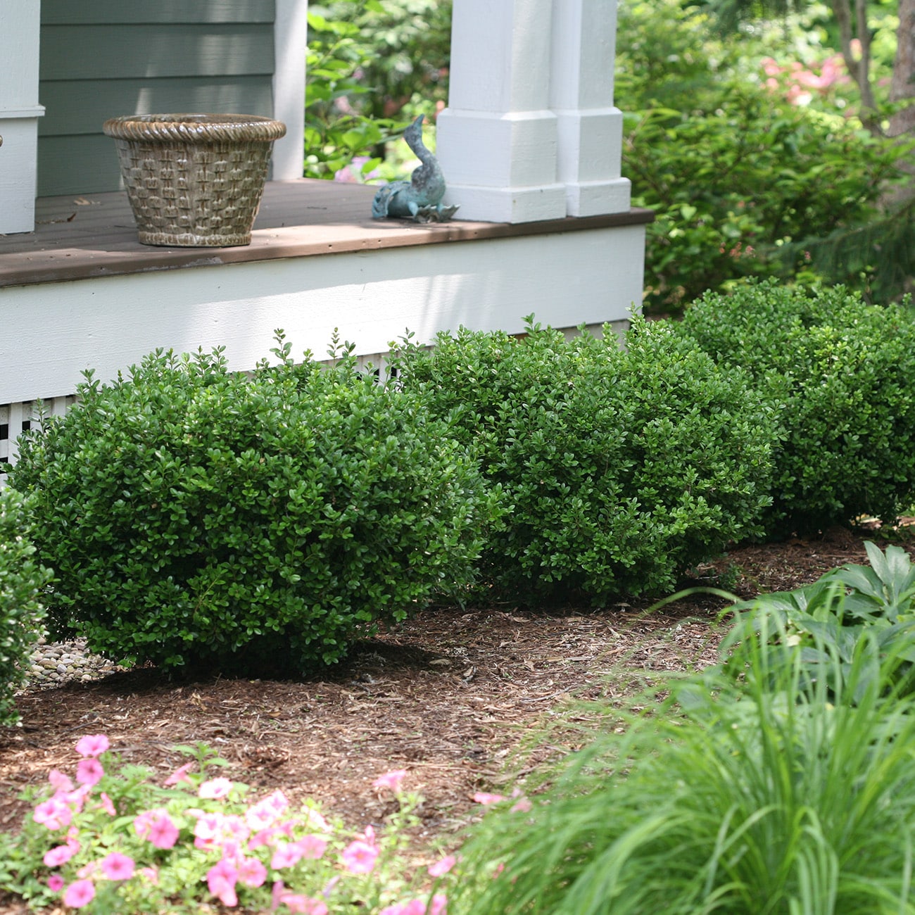 Perfect Plants LOSPRINTER1G shrubs - View #2