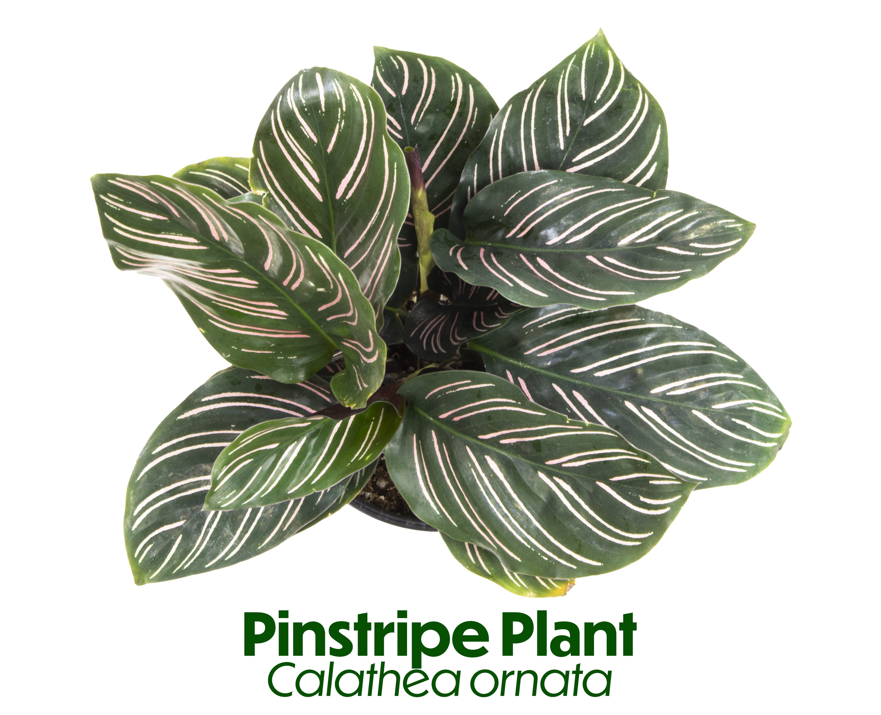 Black Plastic Indoor/Outdoor Calathea Plant in 15" Planter
