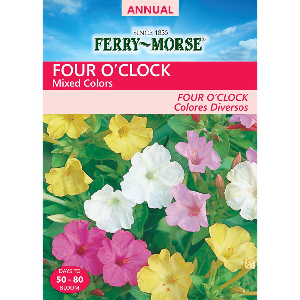 Ferry Morse 4 Grams Four O Clock Seeds L0000 In The Flower Seeds Department At Lowes Com