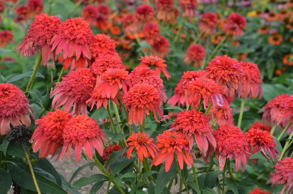 Spring Hill Nurseries 67446 perennials - View #3