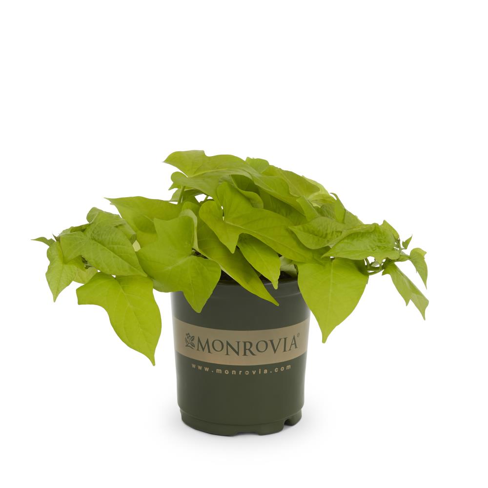 Monrovia NURSERY 2.50-QT M IPOMOEA GREEN
