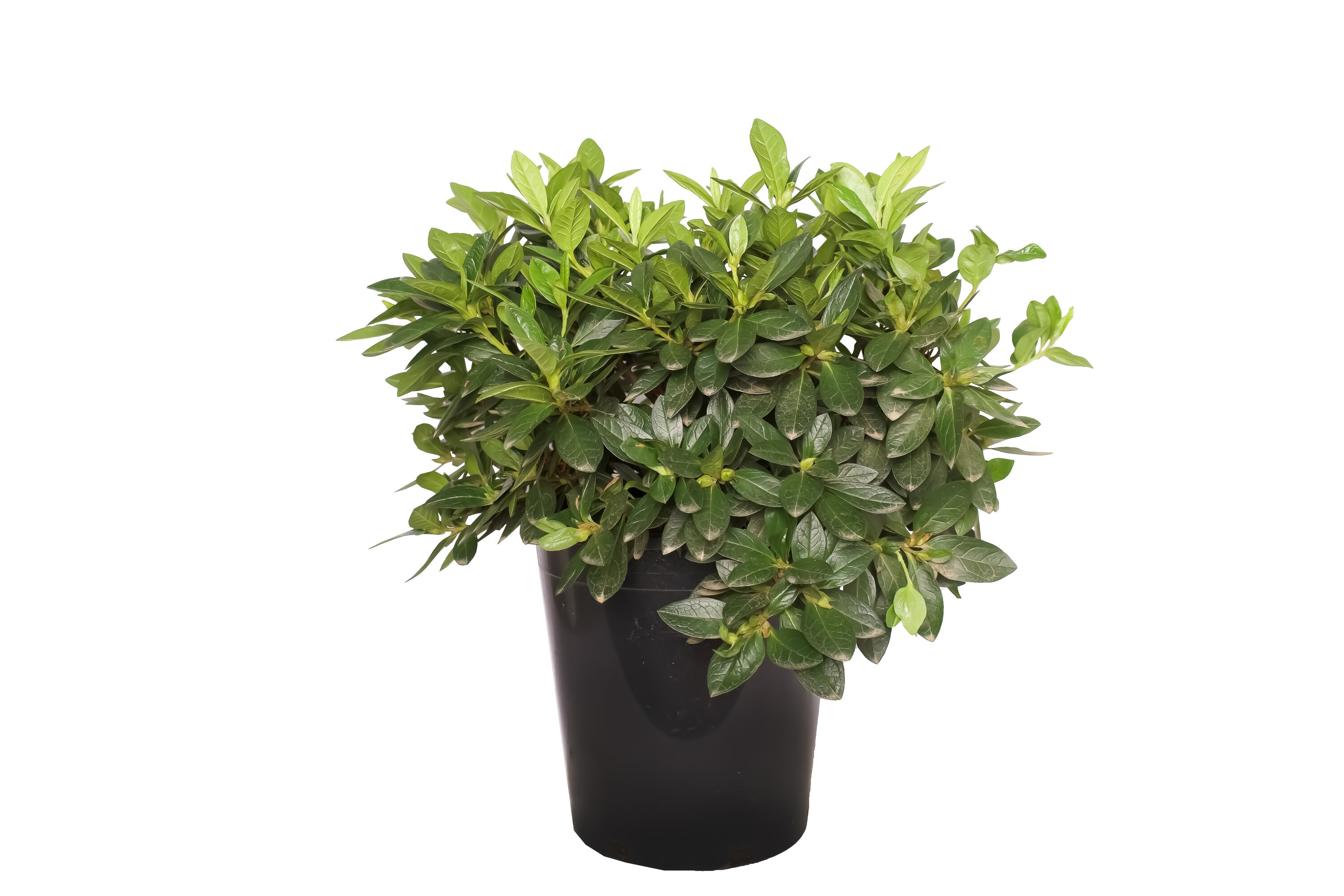 Alder & Oak AZPH05 shrubs - View #3