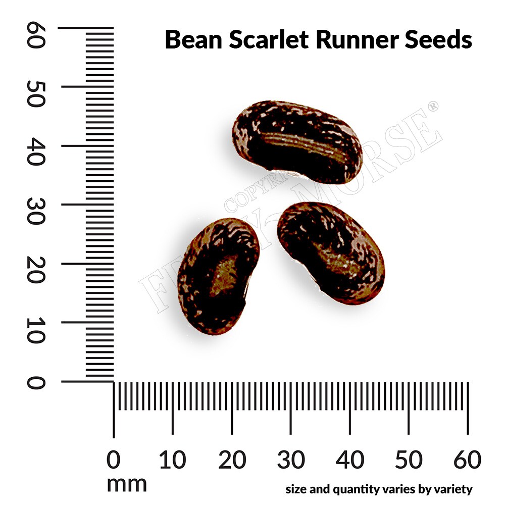 Ferry-Morse LC25.5231 seeds - View #2