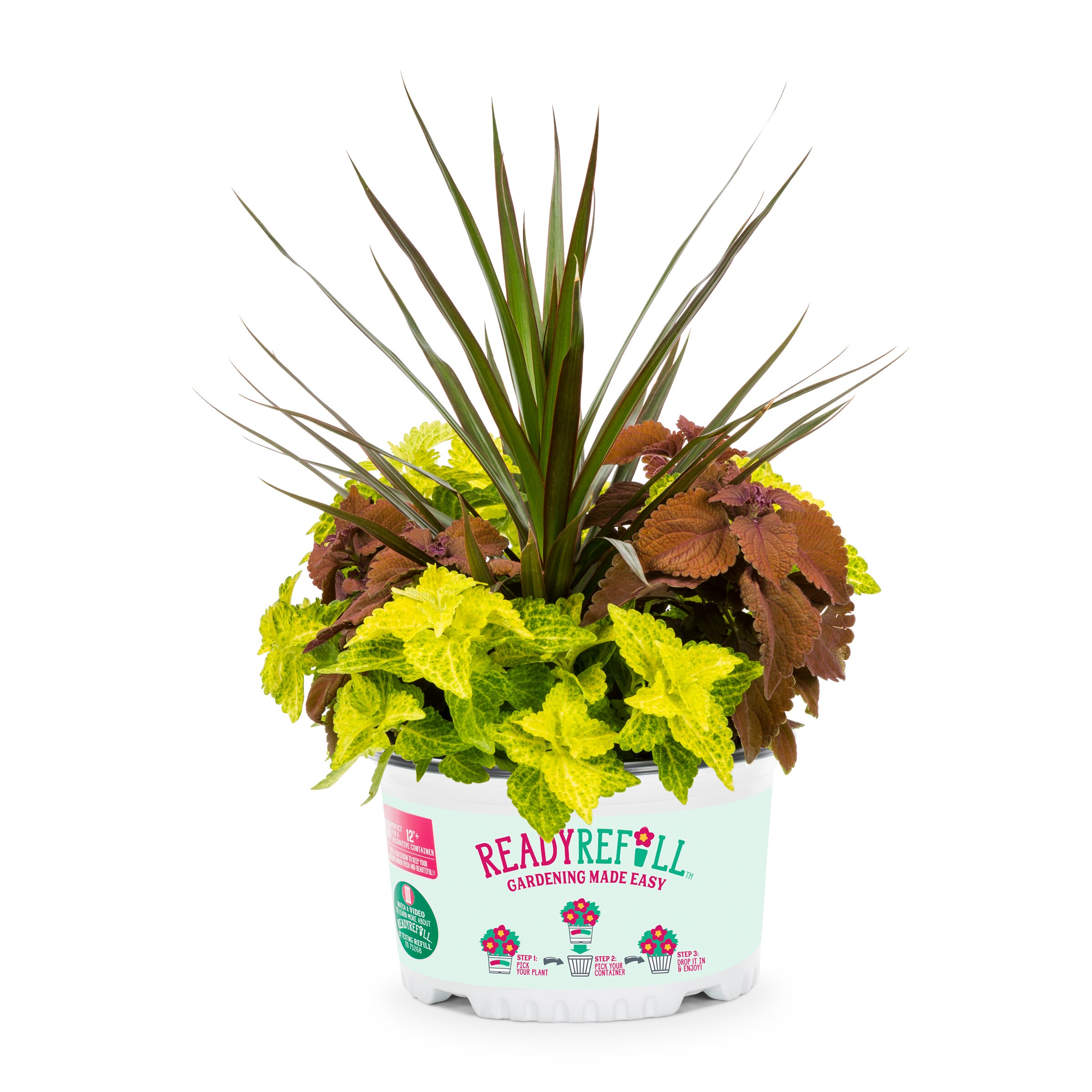 Ready Refill NURSERY Multicolor Trafalgar Square in 1.5-Gallon Pot