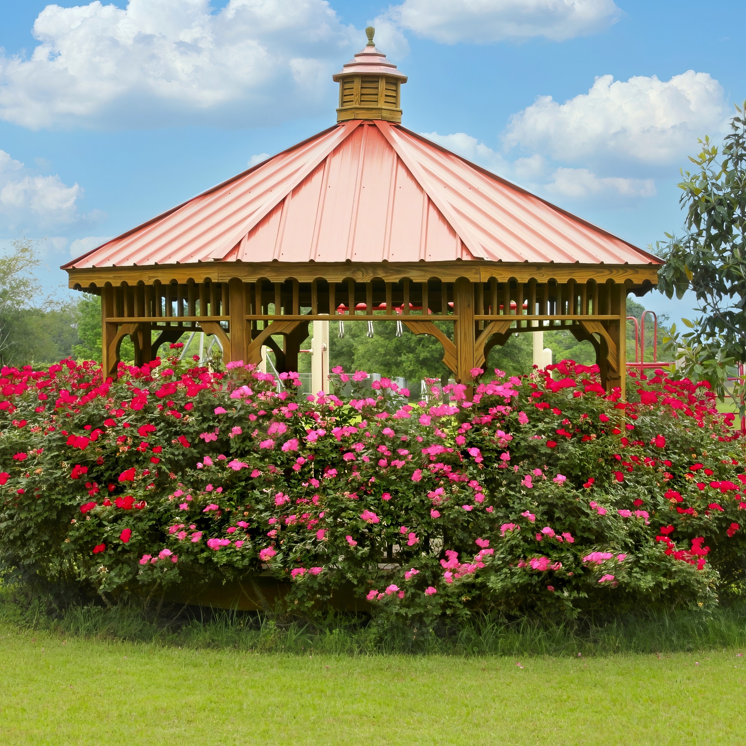 National Plant Network LW1588 roses - View #7