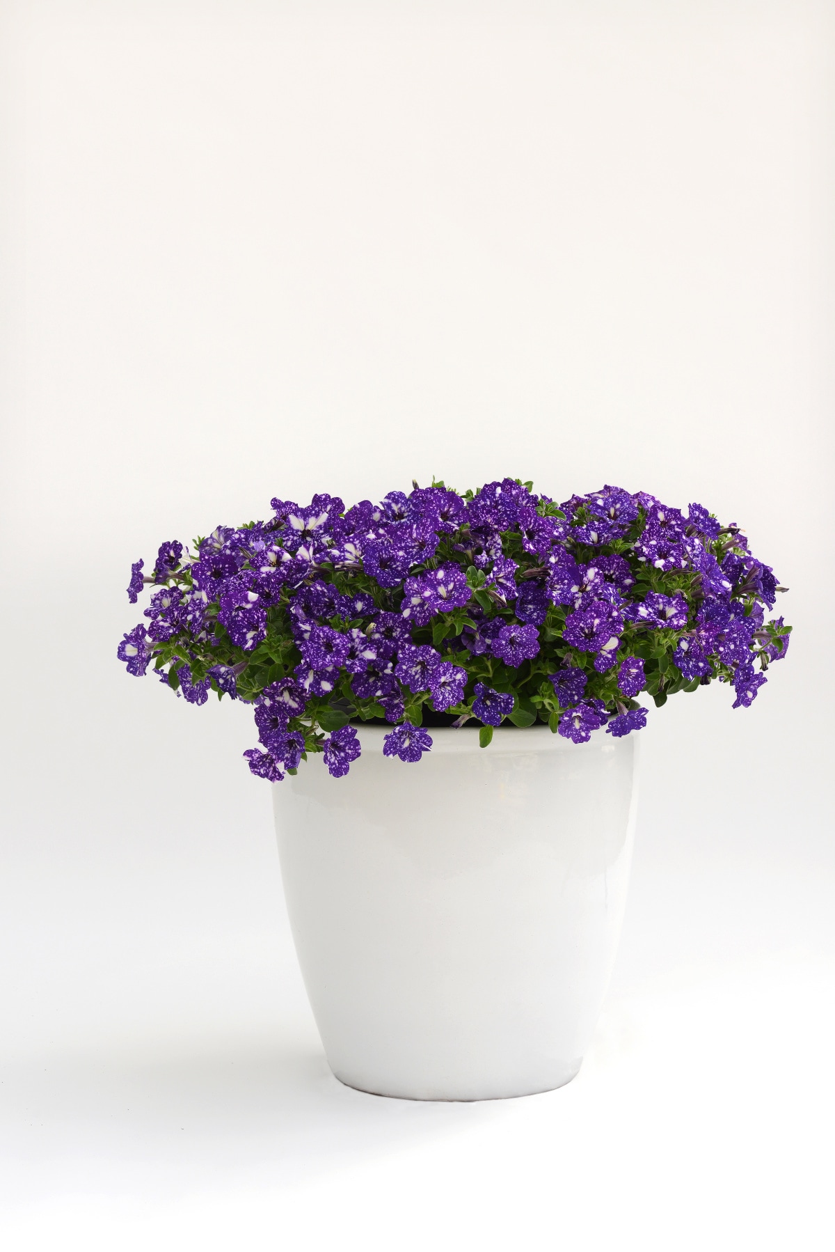 National Plant Network Purple Petunia in 4-in Pot 3-Pack in the Annuals ...