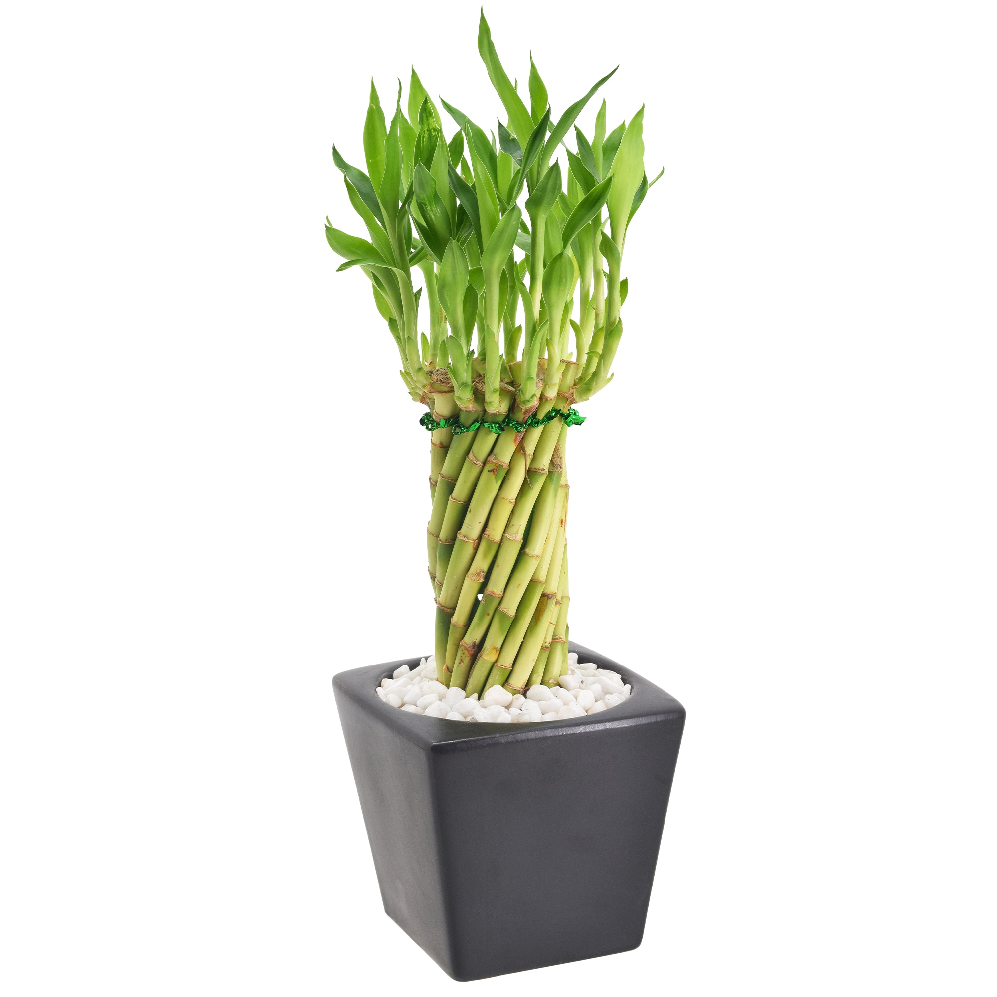 Arcadia Garden Products LV33 Green Tornado Bamboo House plant in 4.5 Inch(es) Pot 1.0 -Pack