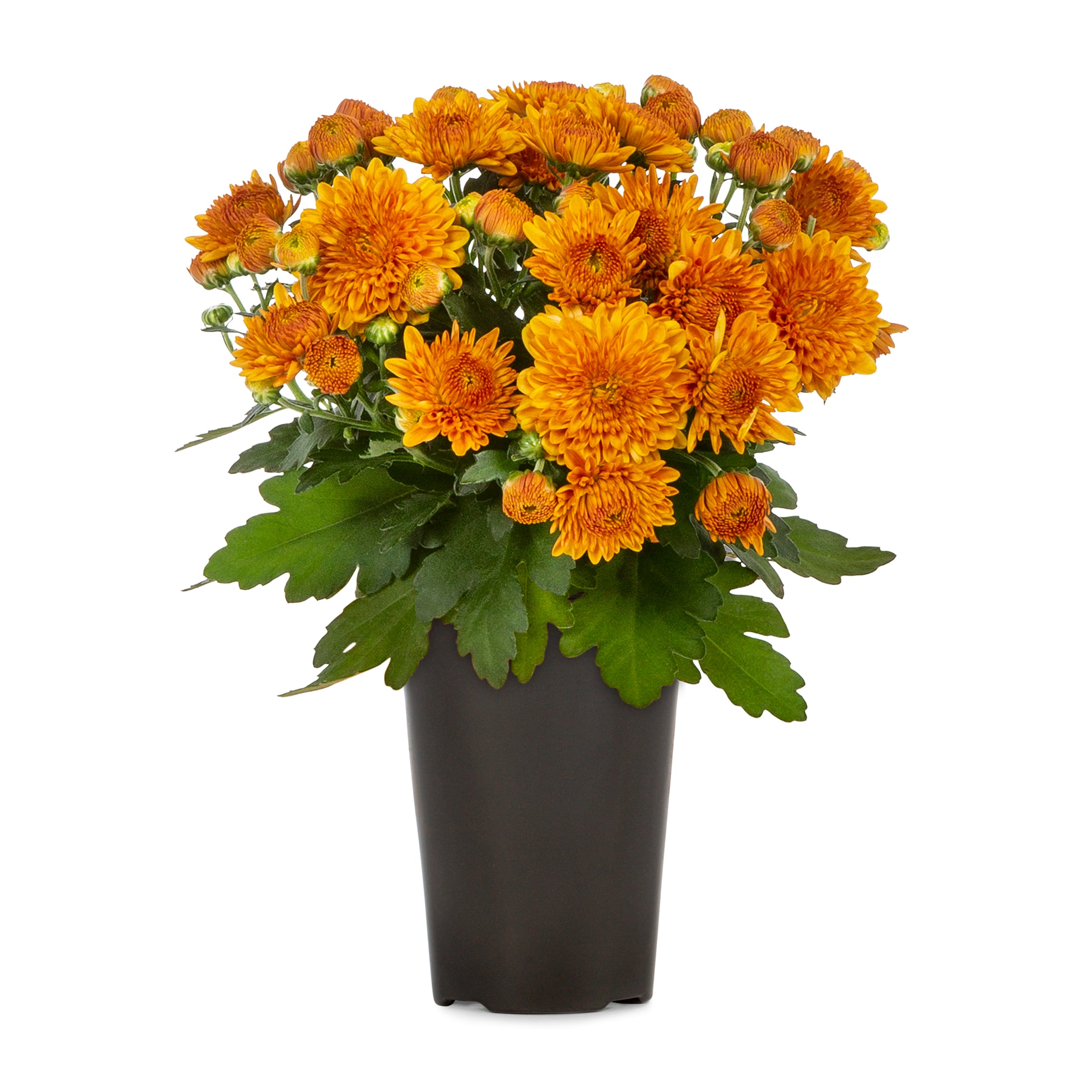 Lowe's 5759810 Red Mum in 1.5-Pint Pot
