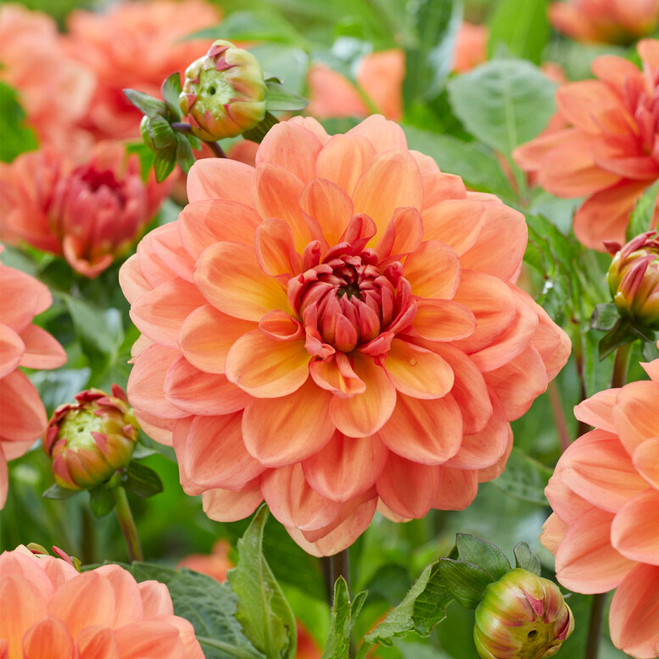 Garden State Bulb ECS-66-04-01 Peach Go-Go Peach Dahlia Bulbs 4 Count