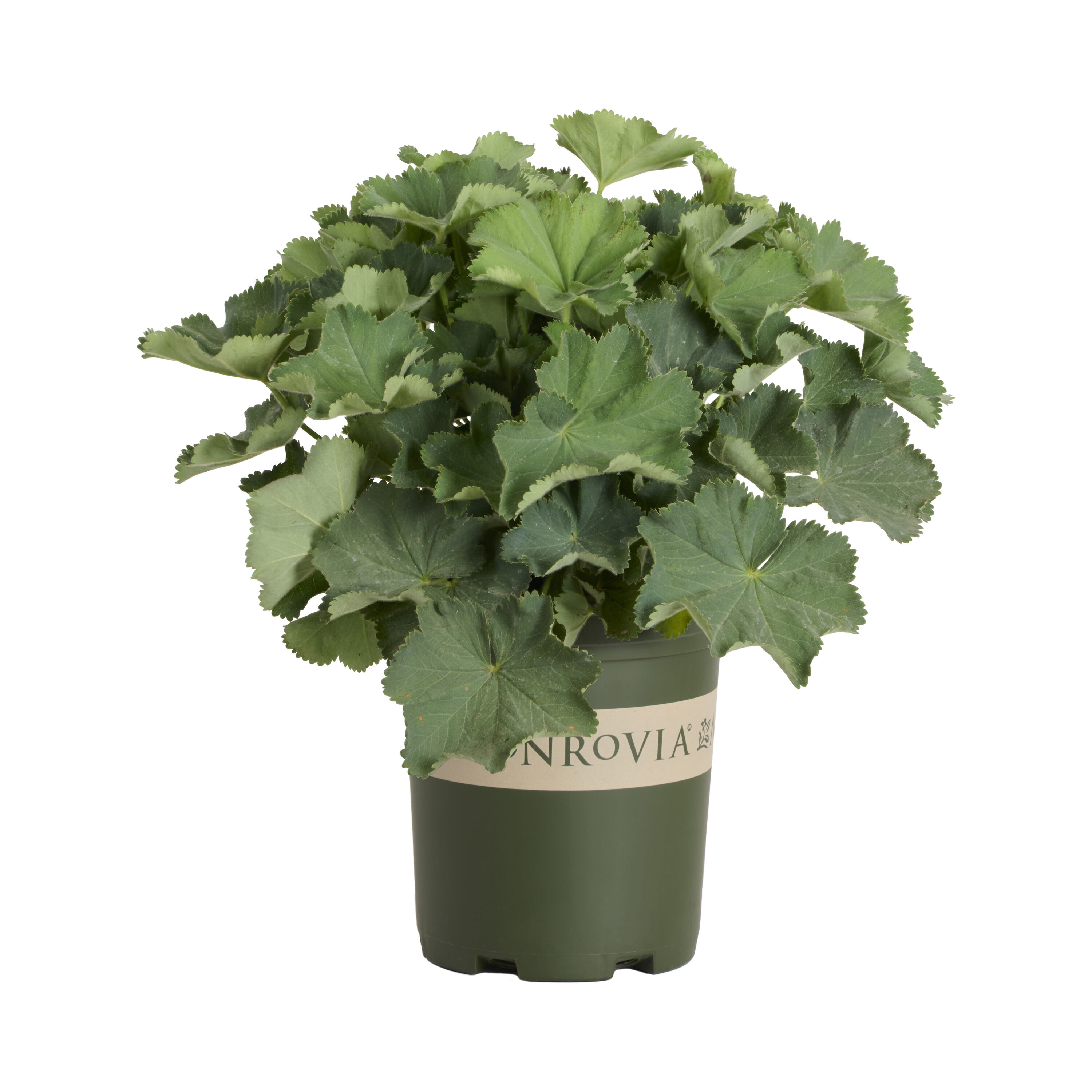 Monrovia 2.6 -Quart Green Lady's Mantle Auslese 1 -Pack - Low Maintenance