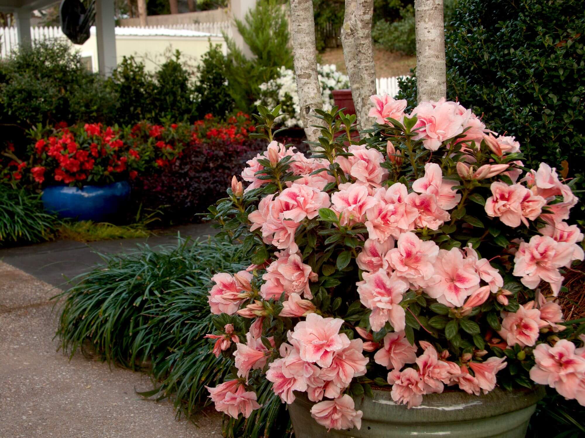Encore Azalea 80642  - View #6