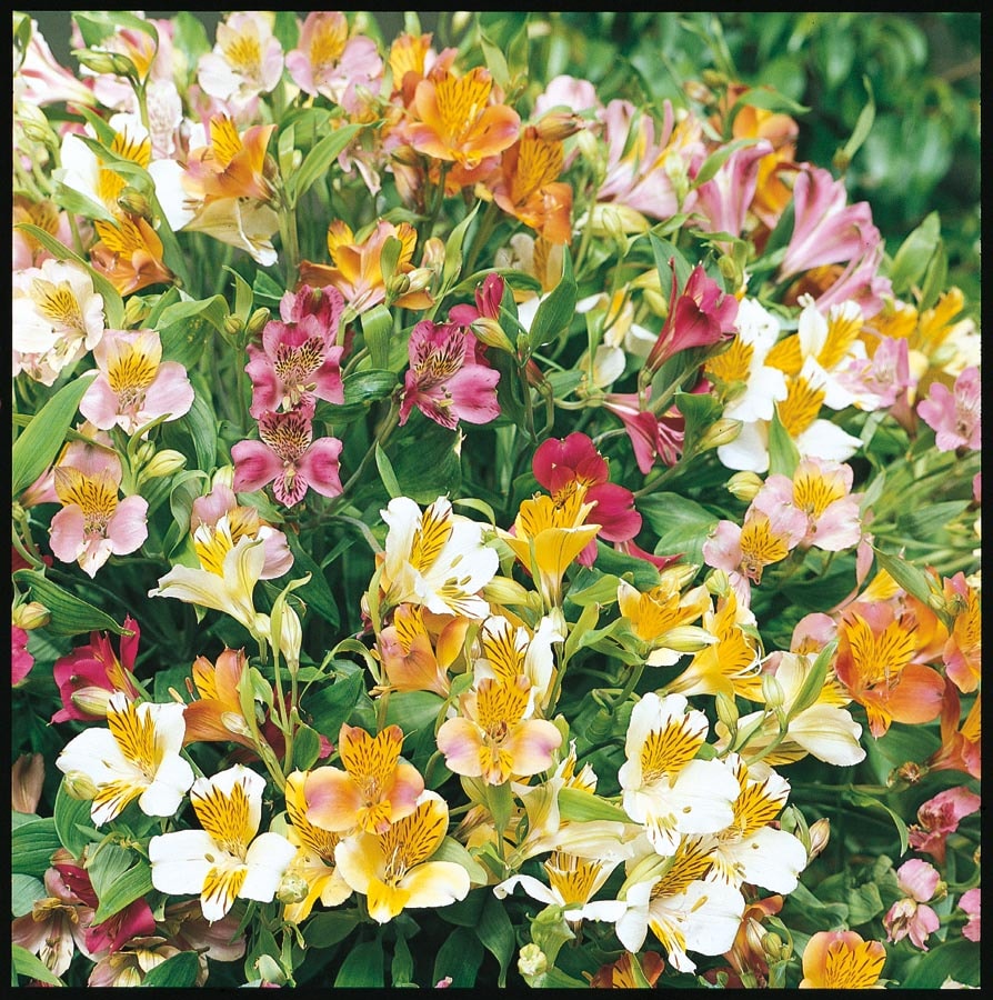  NURSERY Multicolor Alstroemeria in 3-Quart