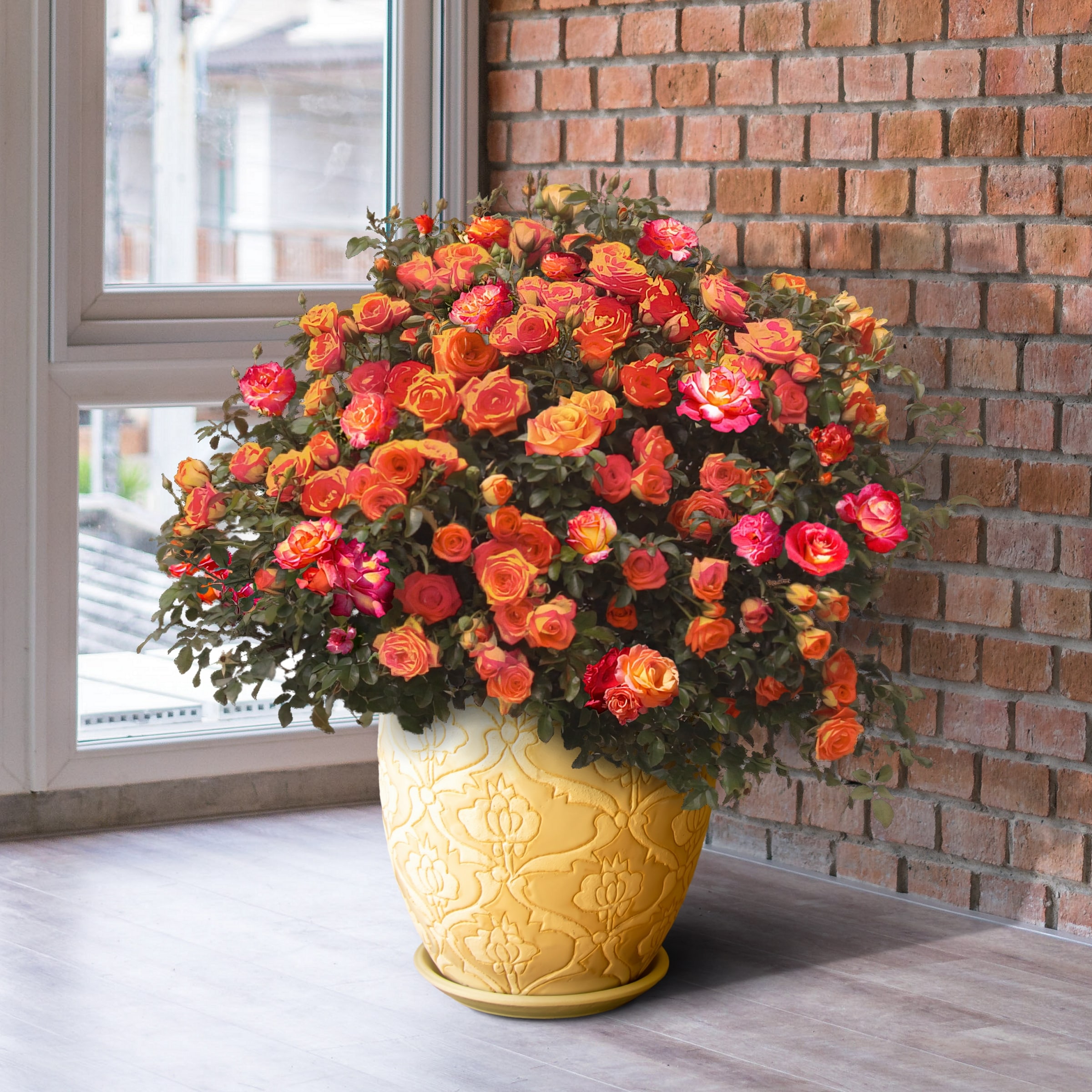 National Plant Network LW1434 roses - View #5