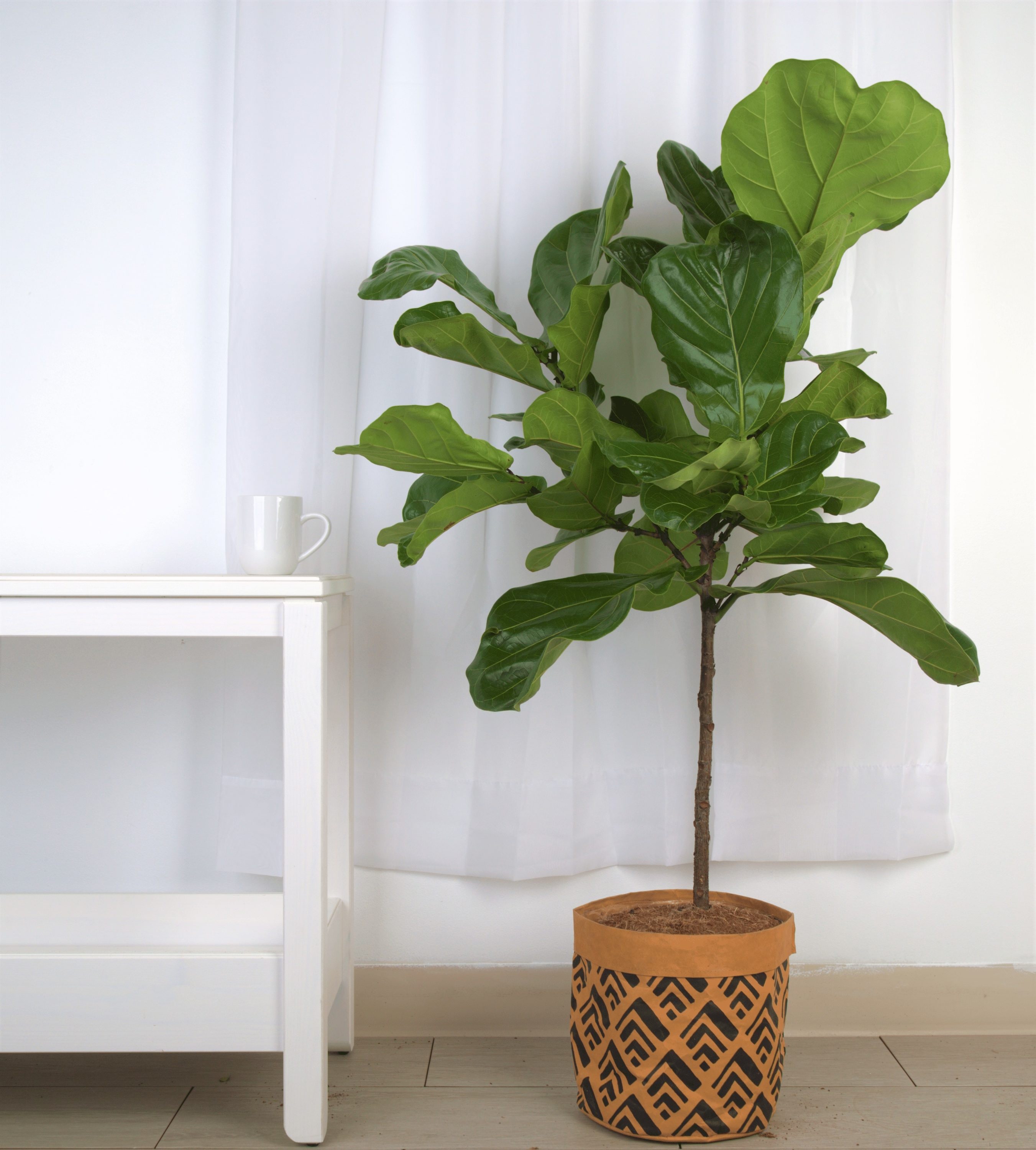 Costa Farms Fiddle Leaf Fig House plant in 10-in Planter in the