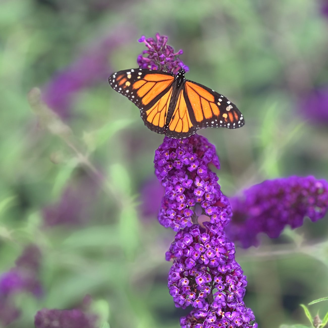 Perfect Plants Purple Black Knight Butterfly Bush Flowering Shrub in 3 ...