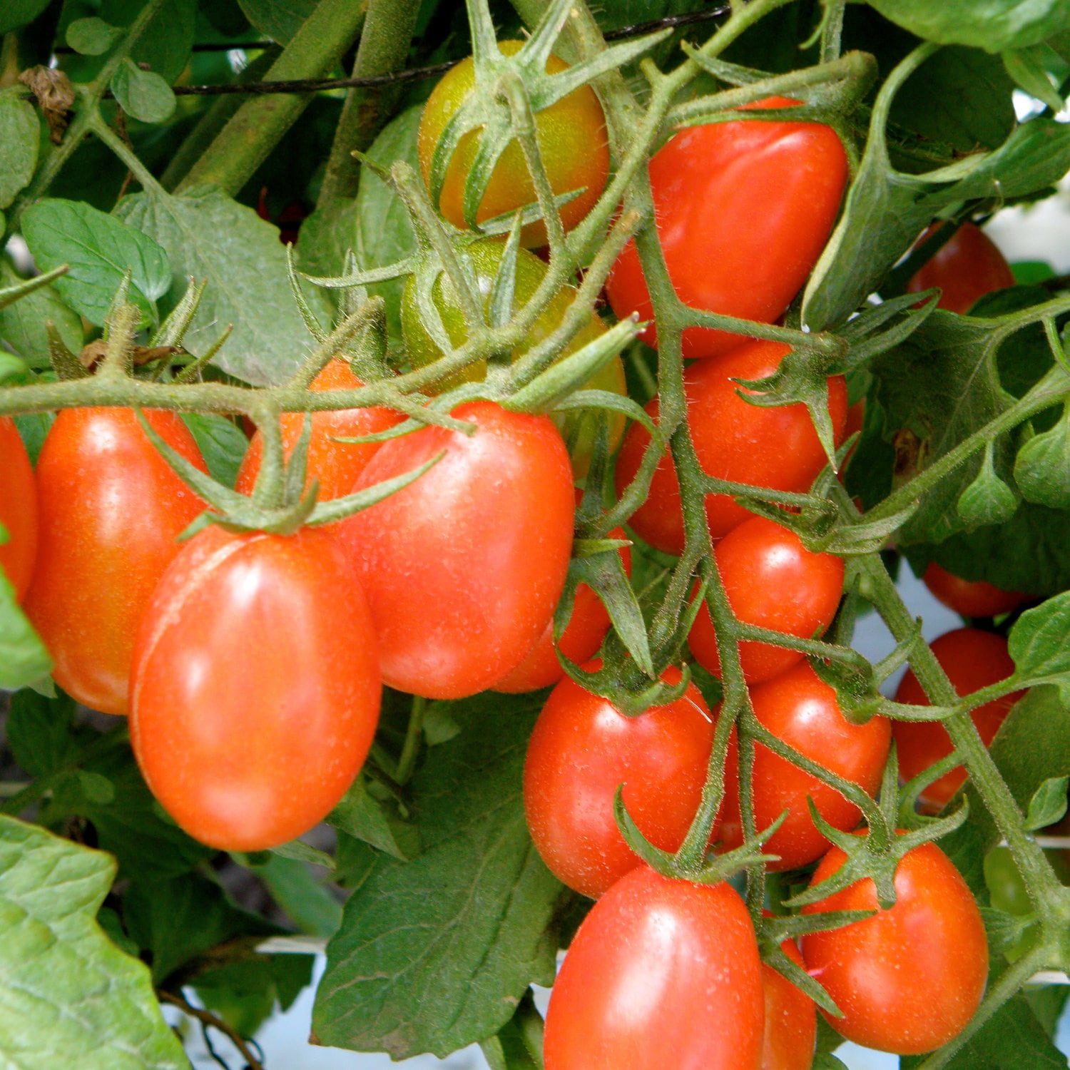 Bonnie Plants 202052 Vegetable-Plants - View #2