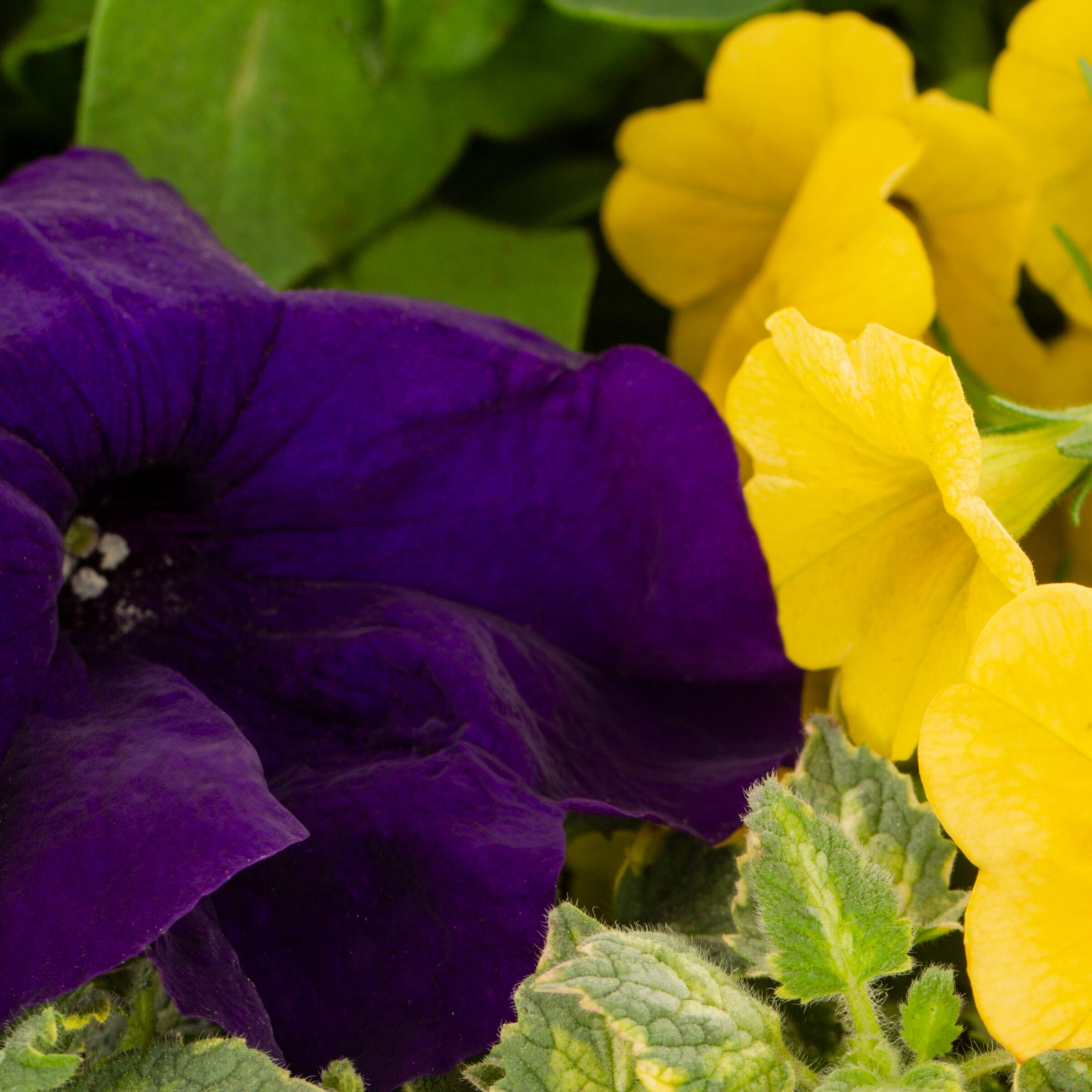 Lowe's NURSERY annuals - View #2