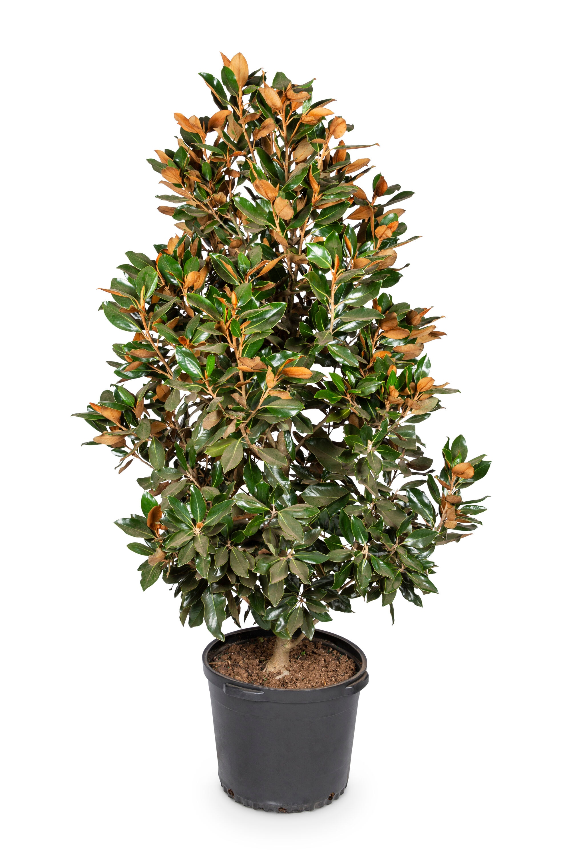 Lowe's NURSERY 10.25 -Gallon White Flowering Southern Magnolia In pot (with soil)