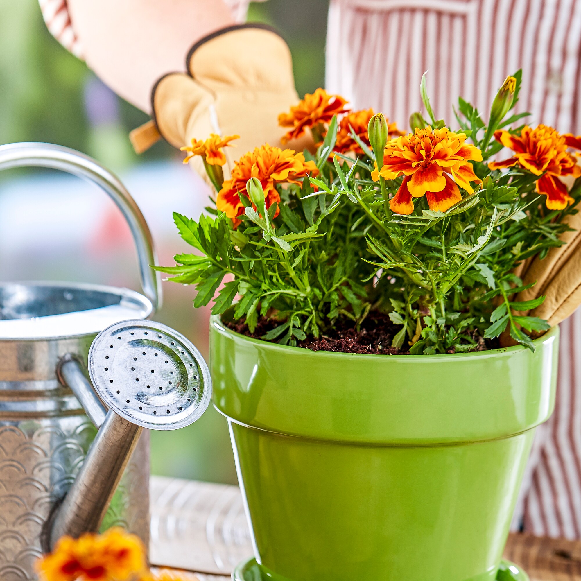 Herb & Flower Drying Rack Kit - Burpee