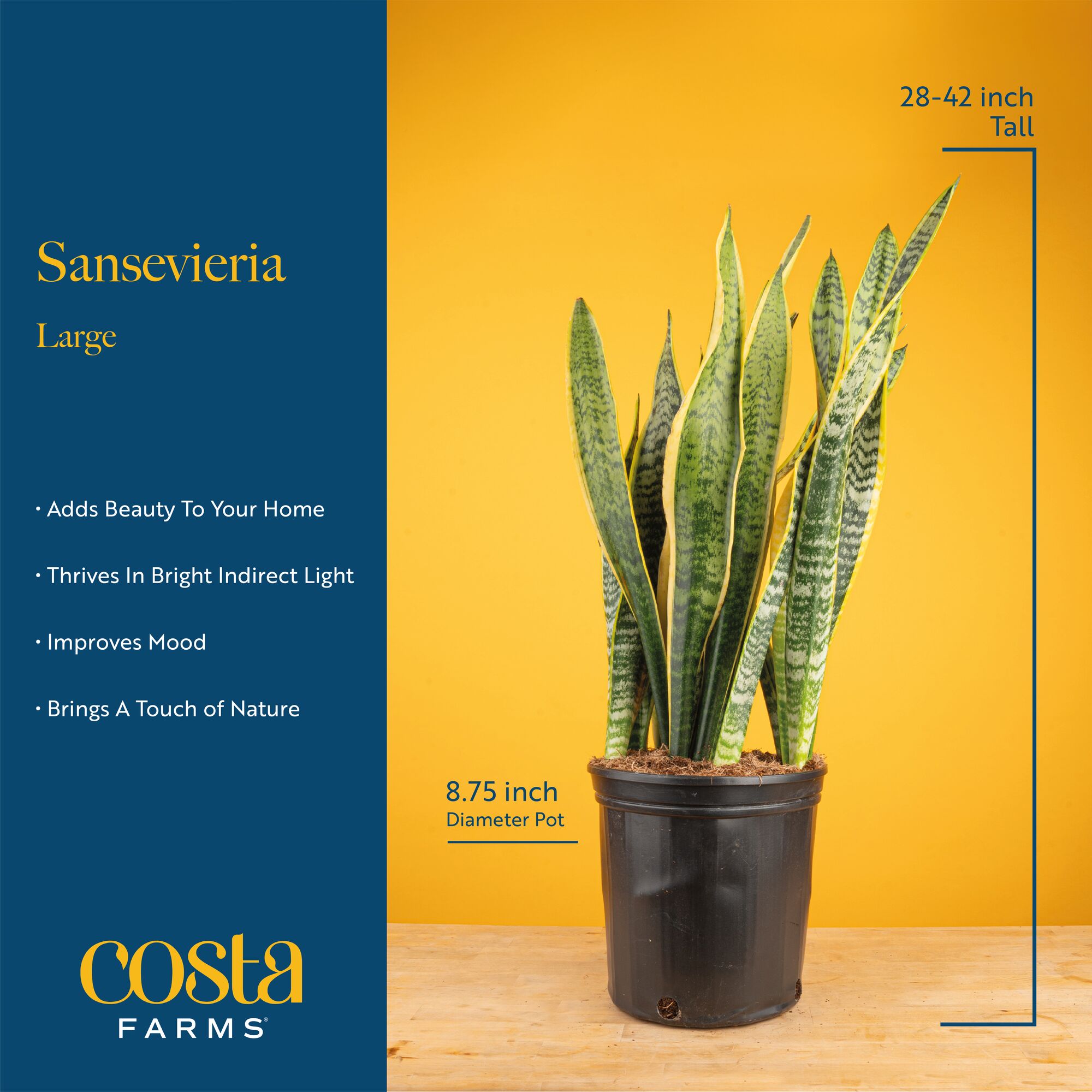 Costa Farms CO.SZ10.1.GP hseplants - View #6