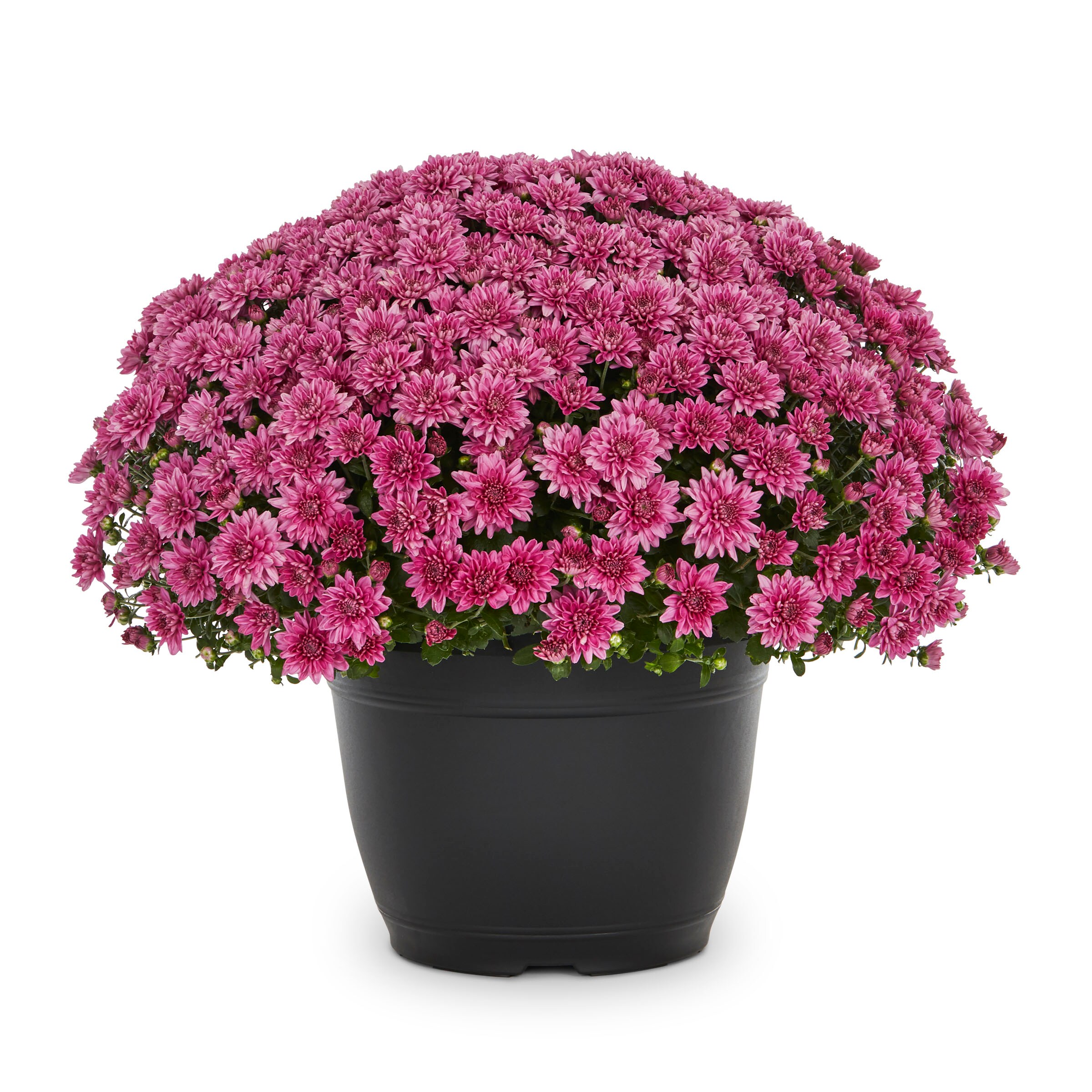 Lowe's Purple Mum in 1.75-Gallon Planter in the Annuals department at ...