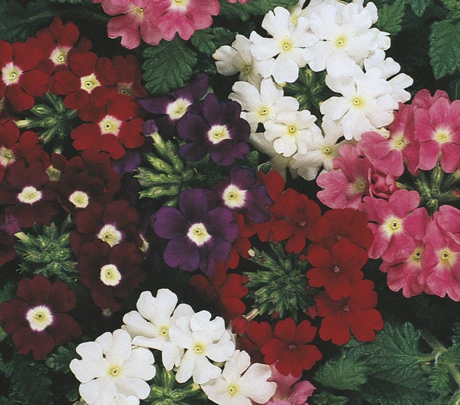 Lowe's N/A Multicolor Verbena in 1-Pint