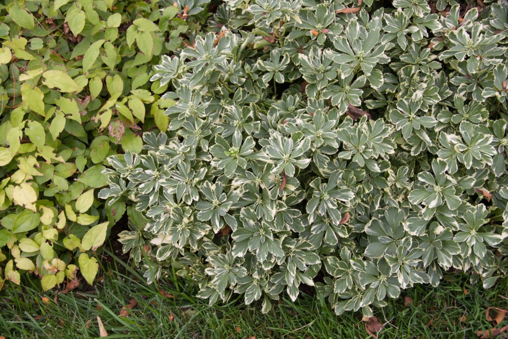 Spring Hill Nurseries 83714 Ground-Cover - View #3