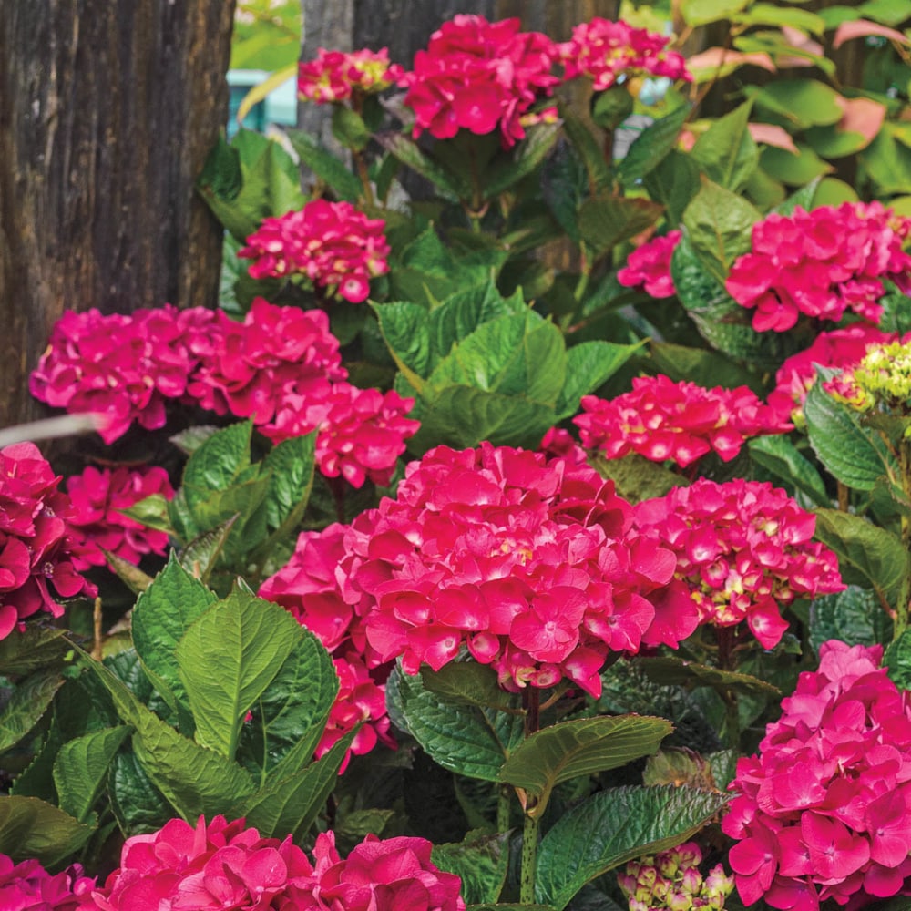 Spring Hill Nurseries 84387 Flowering Glowing Embers Hydrangea Feature Shrub in 2.25 -Gallon Pot 1.0 -Pack with Red Blooms
