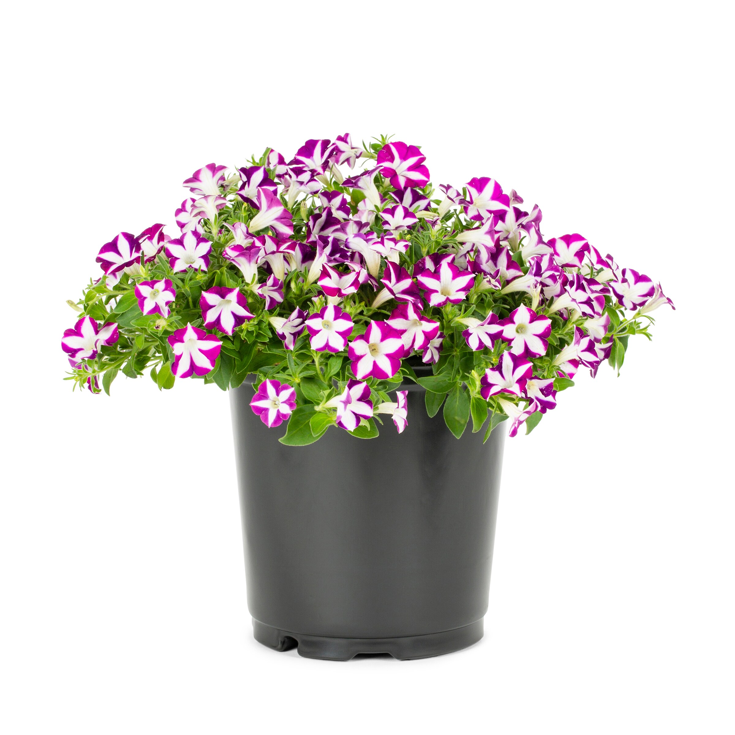  NURSERY annuals - View #9