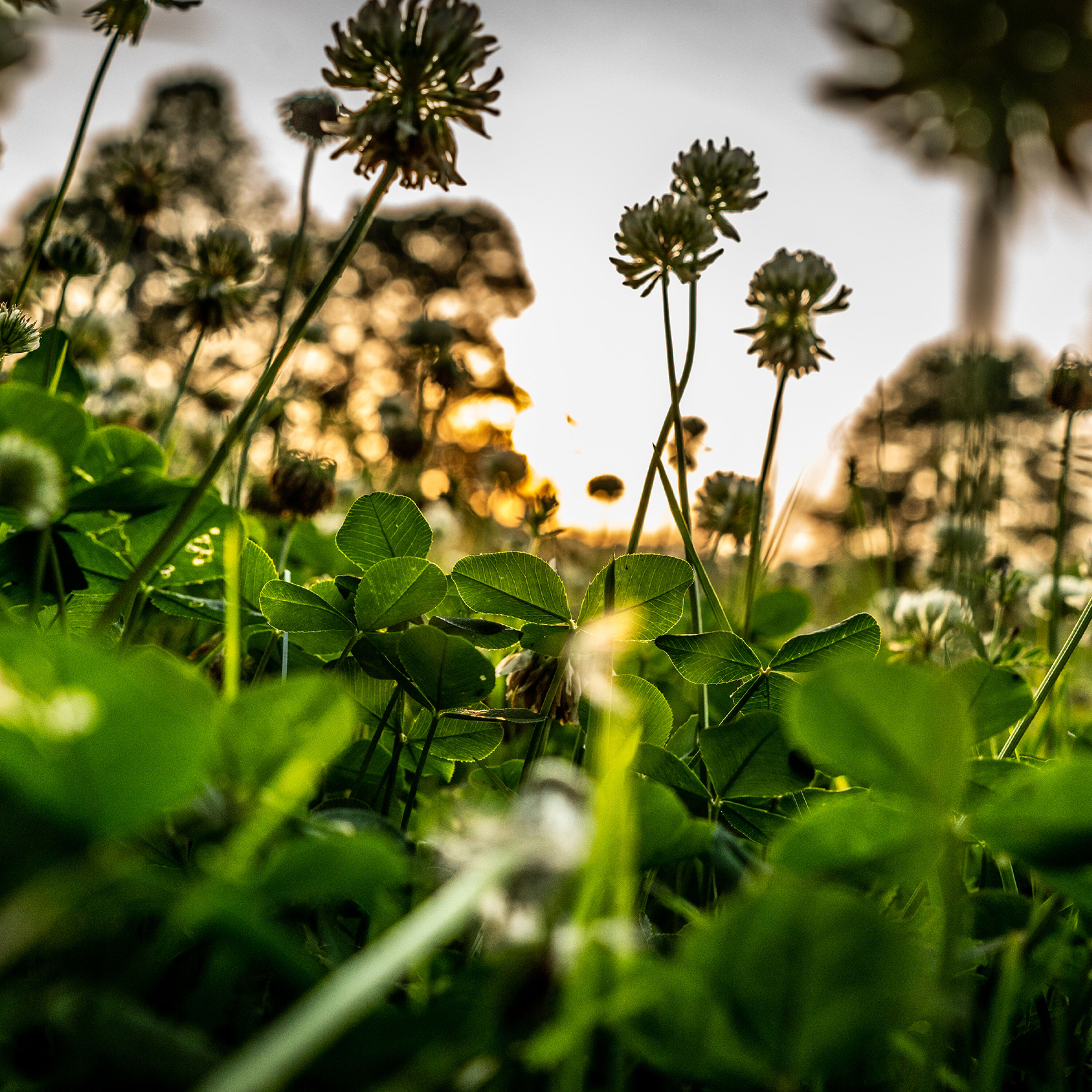 Pennington 100081731 Grass-Seed - View #6