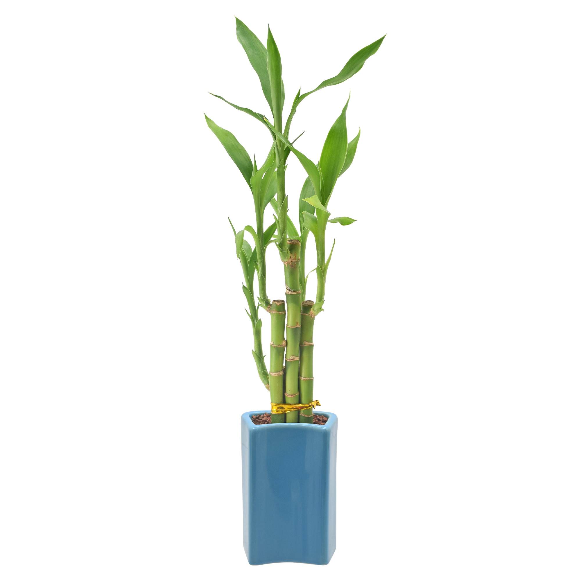 Arcadia Garden Products LV29 hseplants - View #3