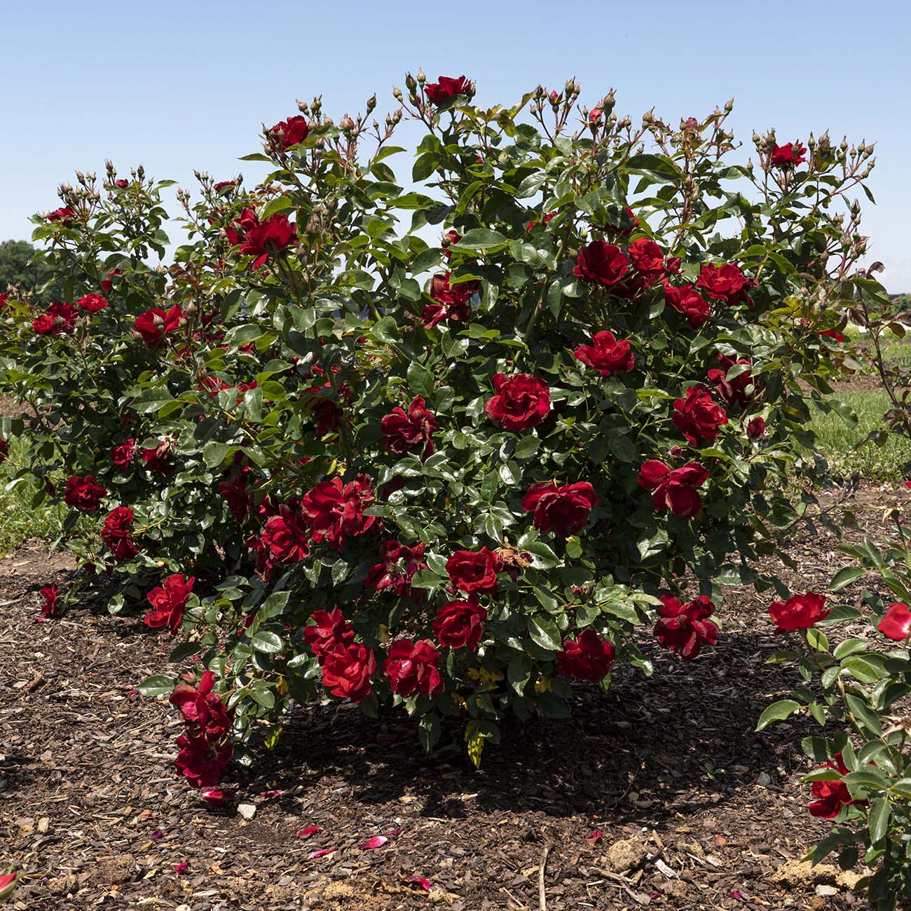 Van Zyverden 84601 roses - View #6