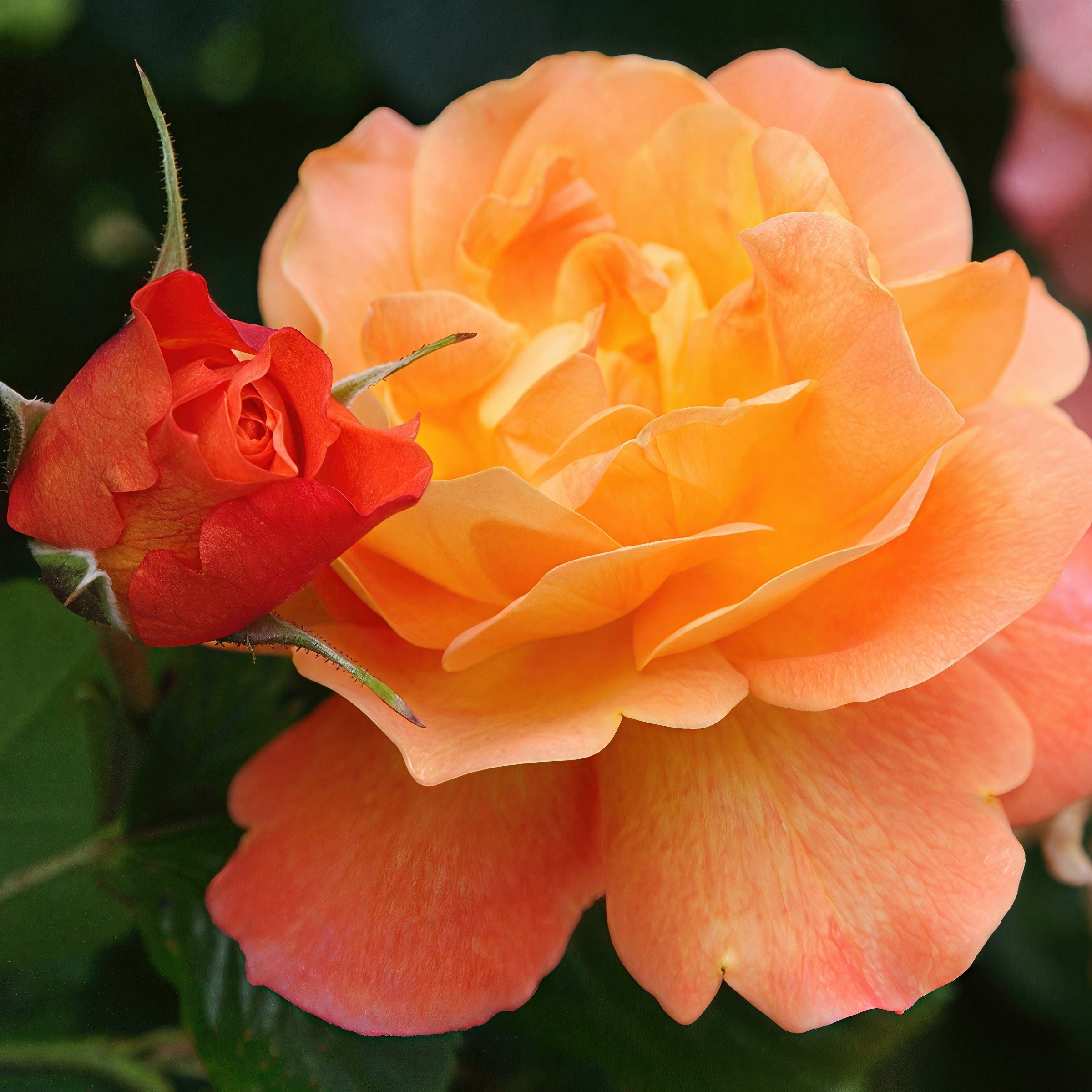 National Plant Network LW5022 roses - View #3