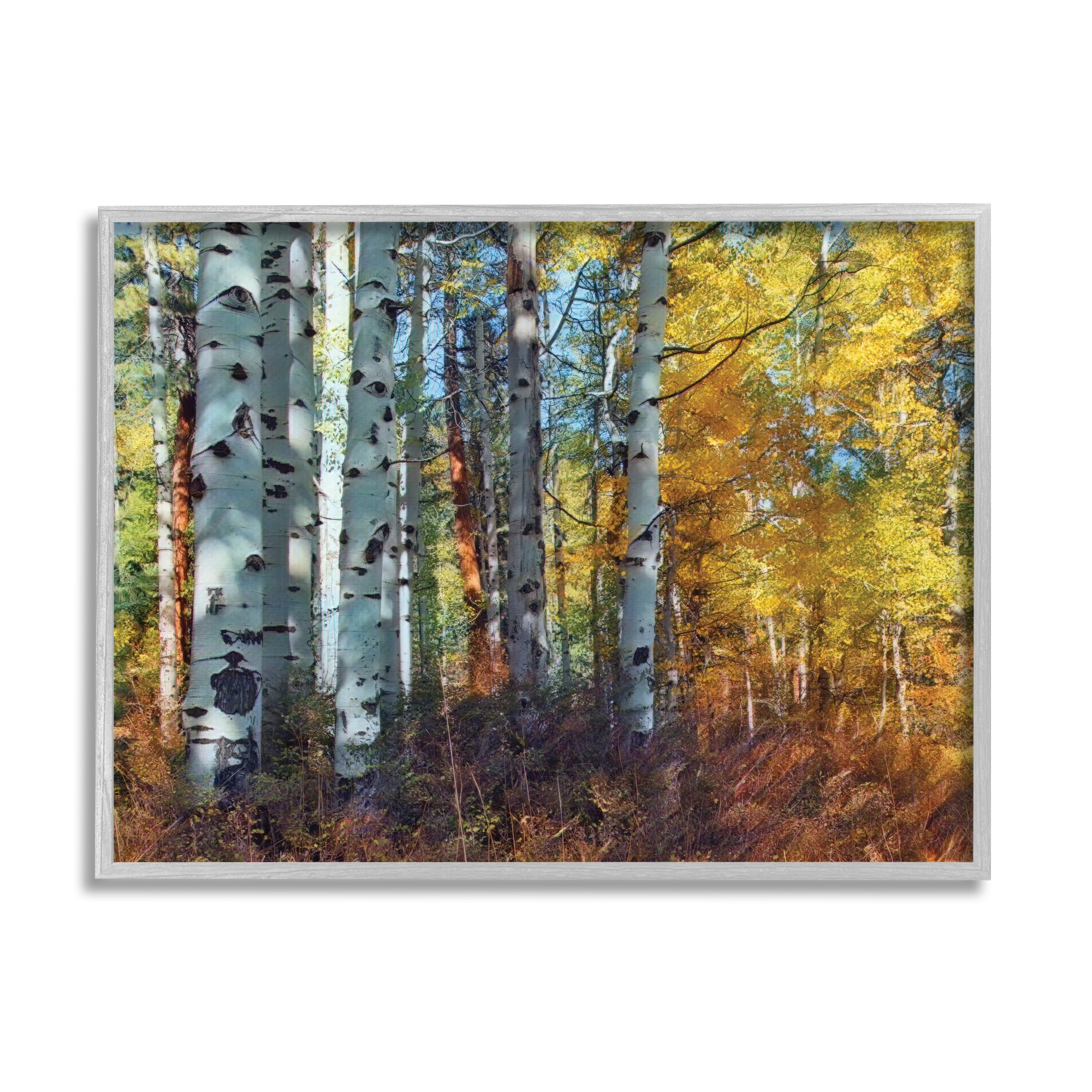 Stupell Industries AE-932-GFF-16X20 Cluster Of Birch Trees In Yellow Autumn Forest Larry Mcferrin Framed 20-in H x 16-in W Floral Print