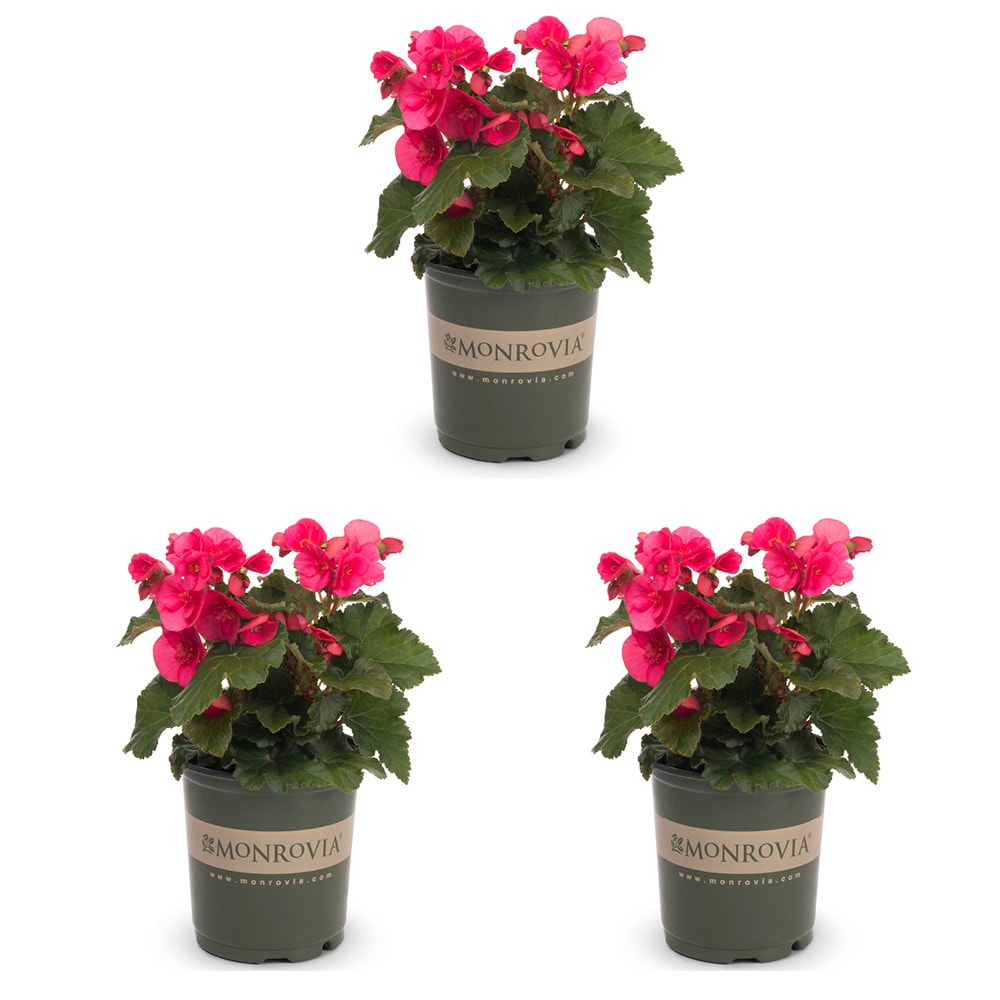 Monrovia 5010 Pink Begonia in 2 Quart(s) Pot 3 -Pack