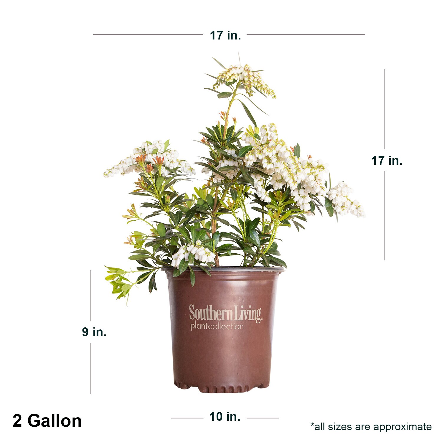 Southern Living Plant Collection 46962-2 shrubs - View #7