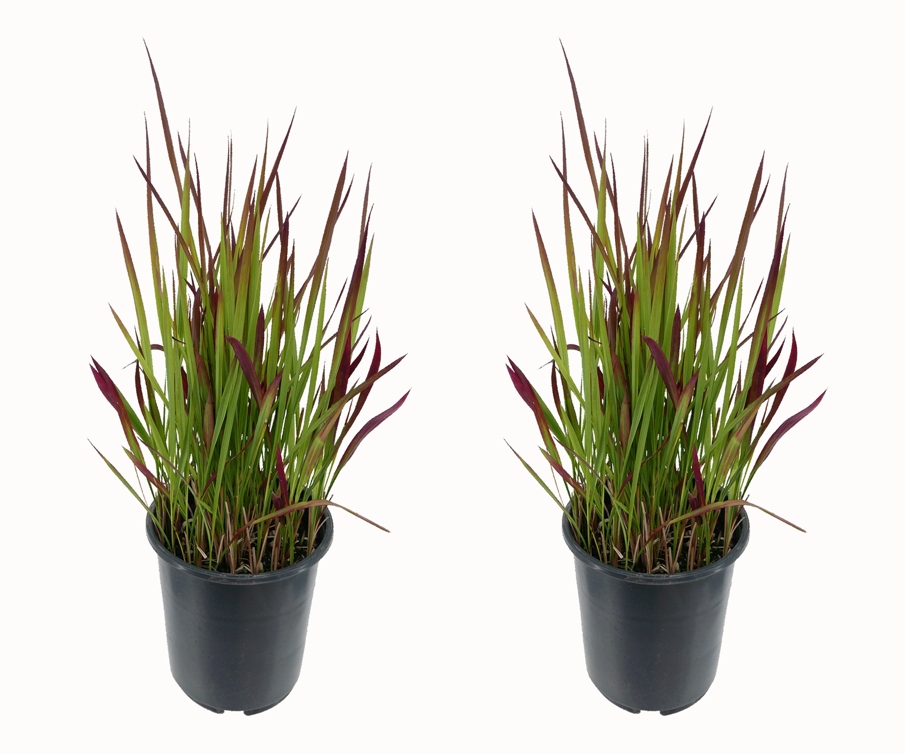 1491 Hakonechloa Grass Plant in -Quart Pot 2.0 -Pack