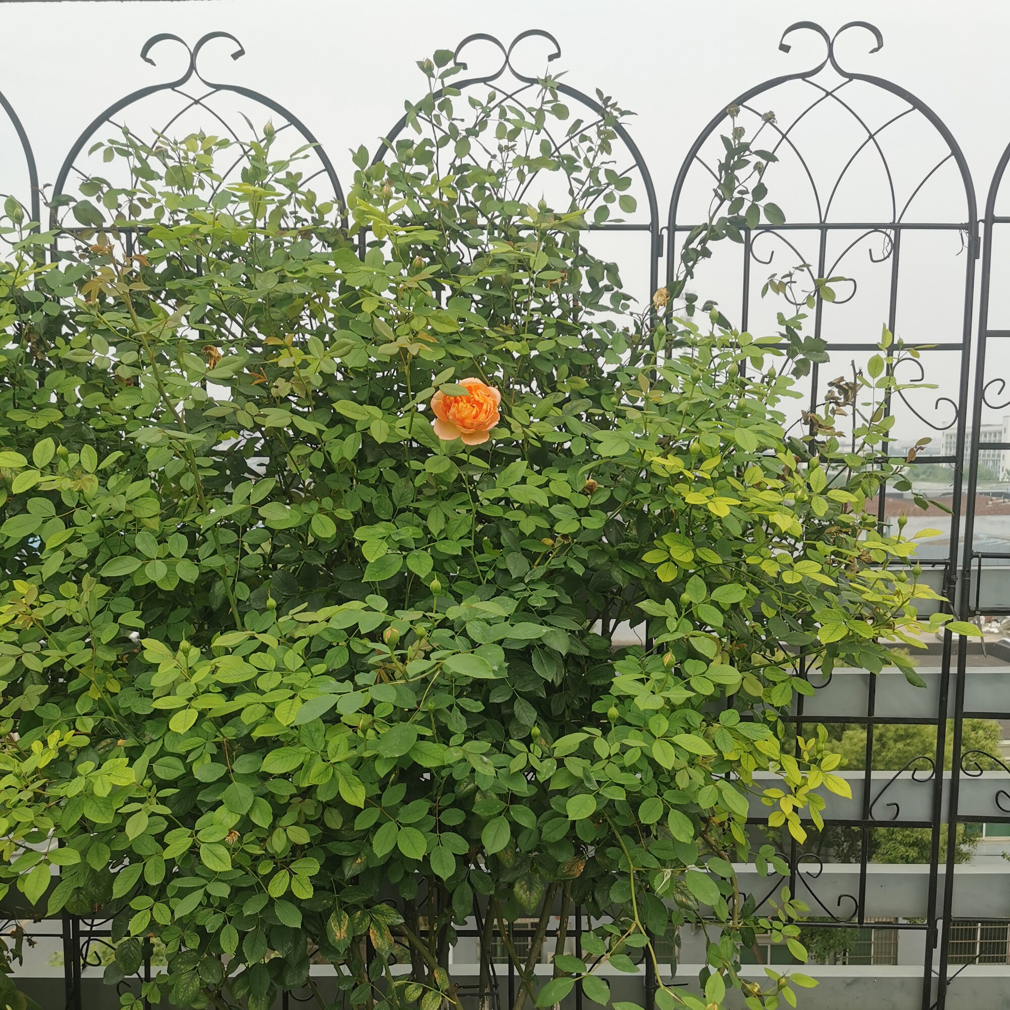 ToolCat NGG29-4-TTX Garden-Trellis - View #10