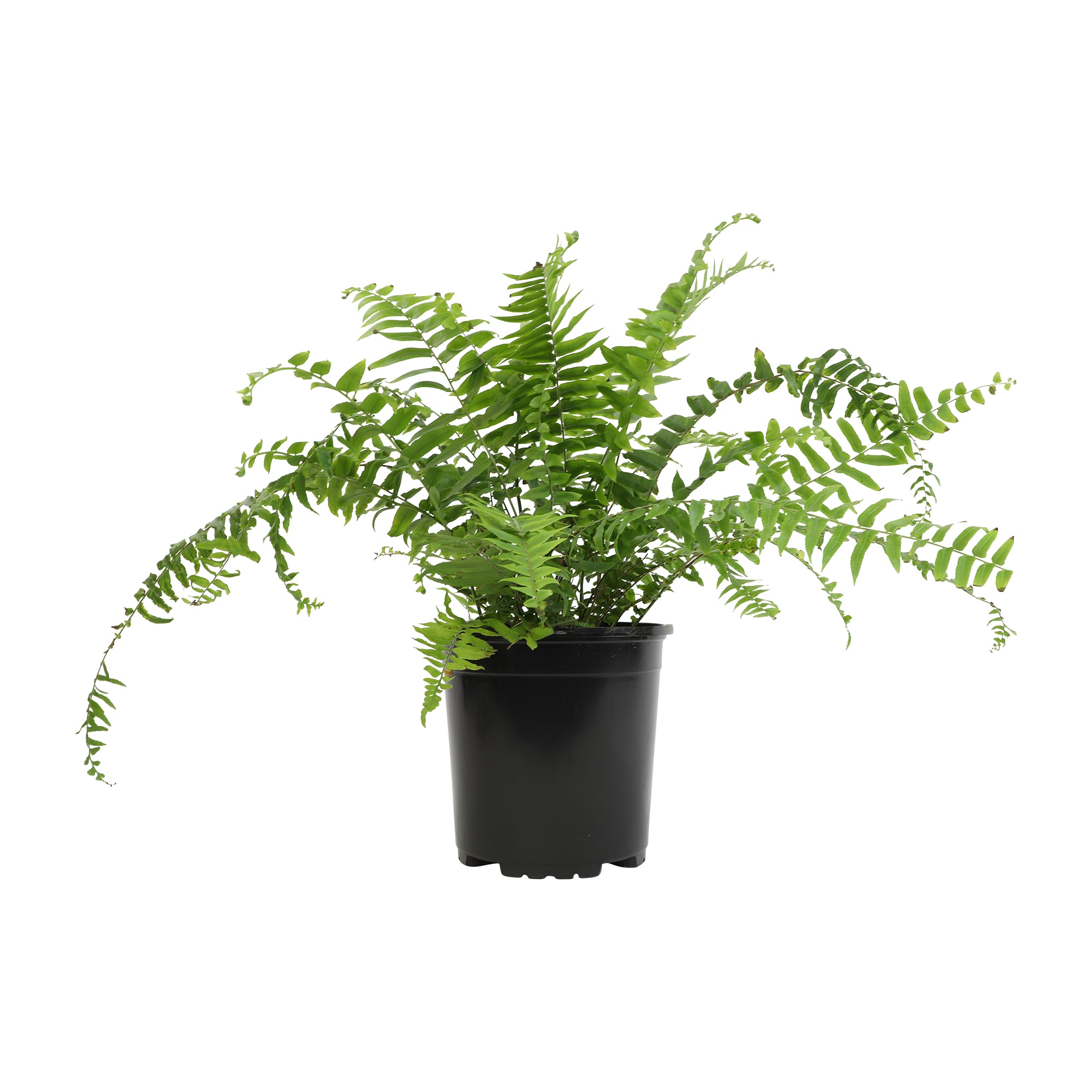 Altman Plants 0872806 Macho Sword Fern House plant in 6 Inch(es) Pot 1.0 -Pack