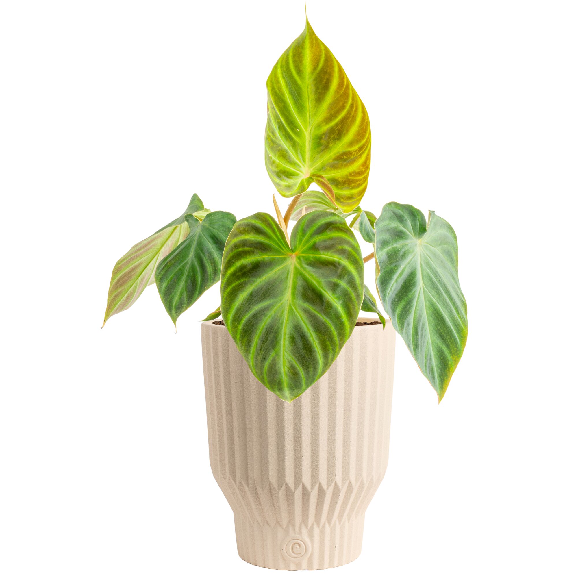Costa Farms Trending Tropicals Philodendron Verrucosum House plant