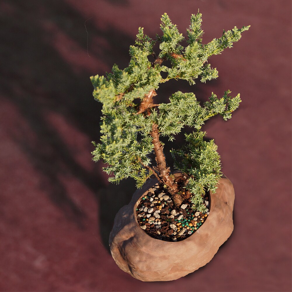 Brussel's Bonsai 1-in Feature Green Mound Juniper Bonsai Kit In Pot (With  Soil) in the Trees department at