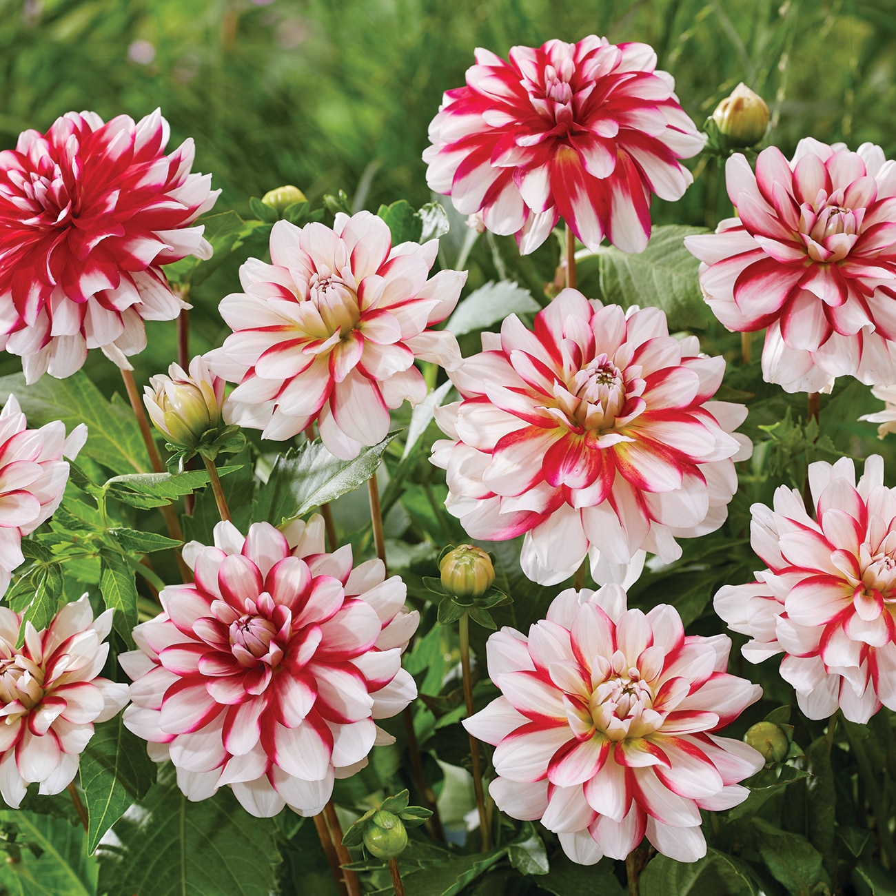 Van Zyverden 84132 Multicolor Dahlia Bulbs 3 Count