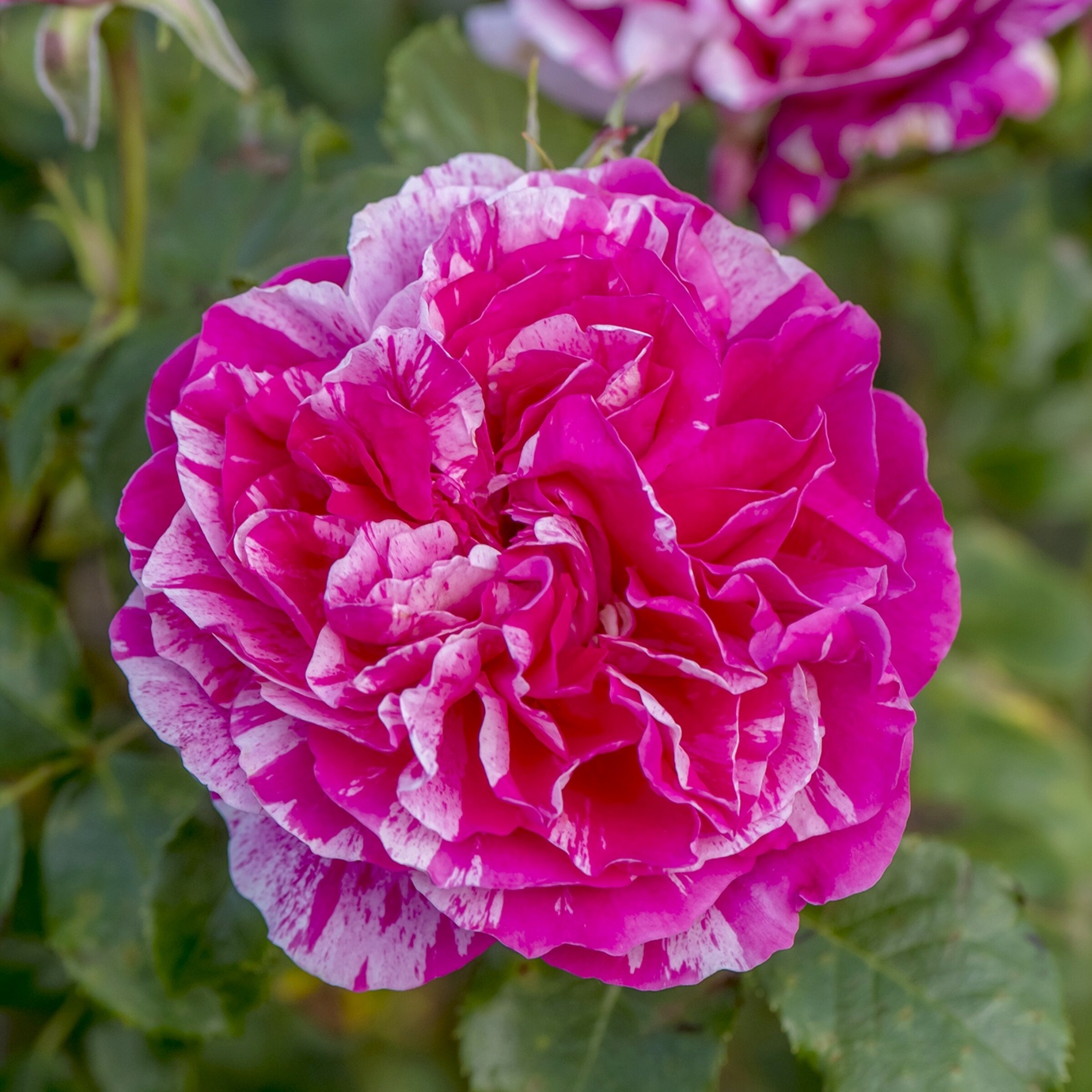 National Plant Network Pink Rose 2 Pack(s) in Bare Root