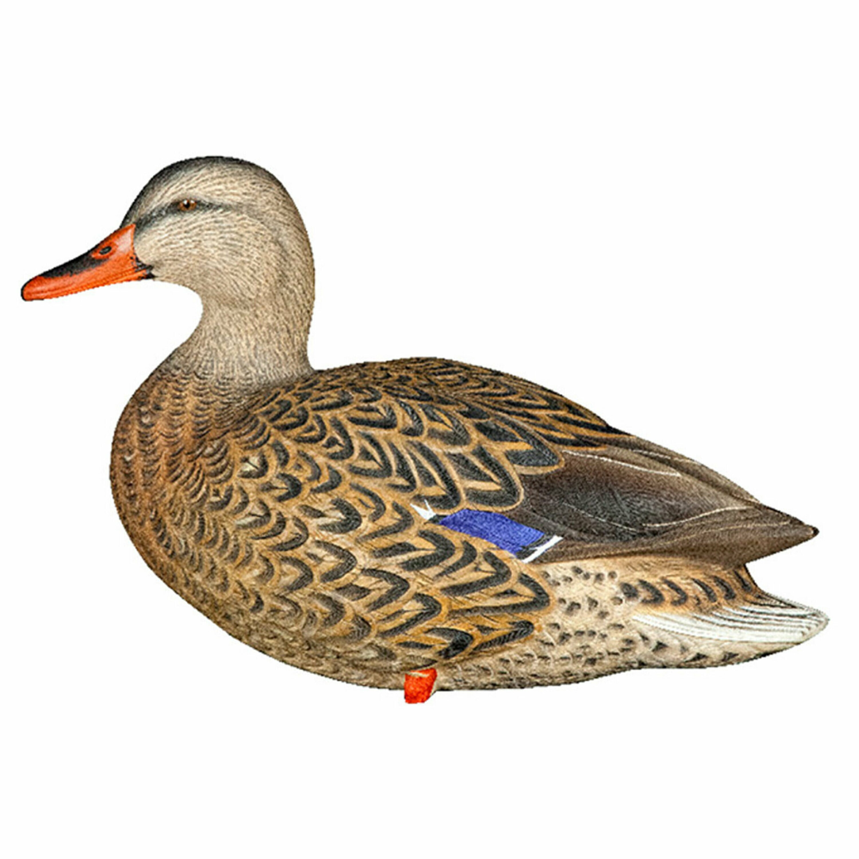  Avian X 408530 Hunting-Equipment - View #9