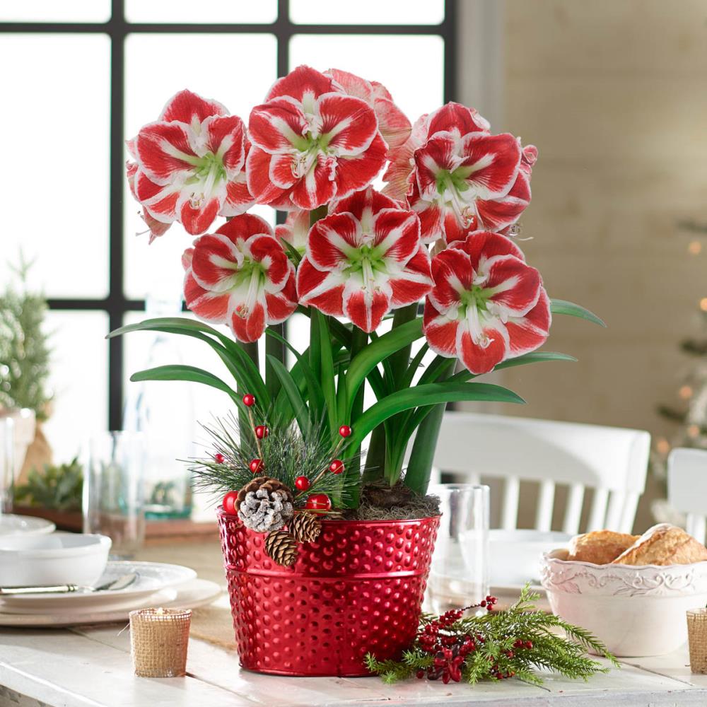 Breck's 3-Pack Multicolor Samba Amaryllis Triple Gift Set in 8.75-in ...