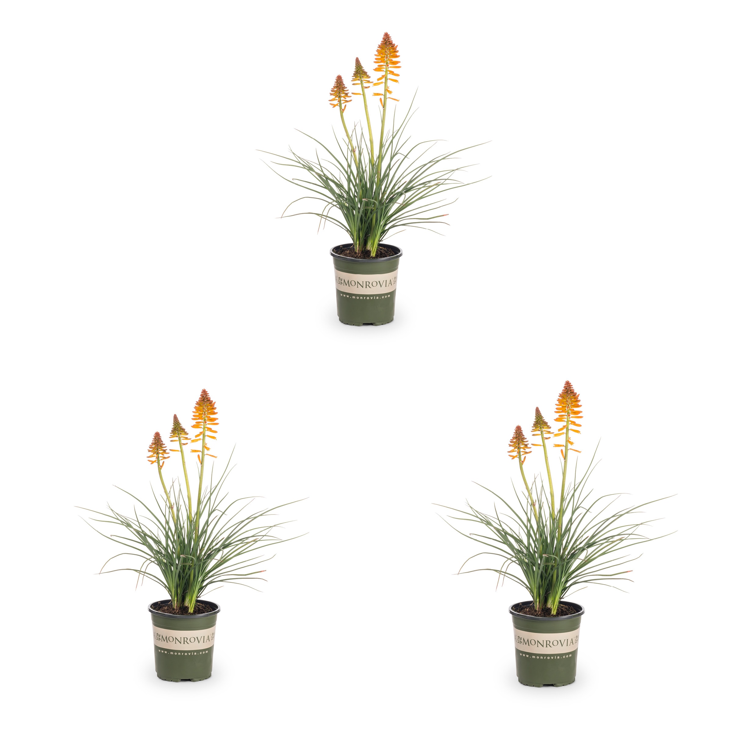 Monrovia 78653 Orange Hot Poker Plant in 2 -Quart Pot 3.0 -Pack
