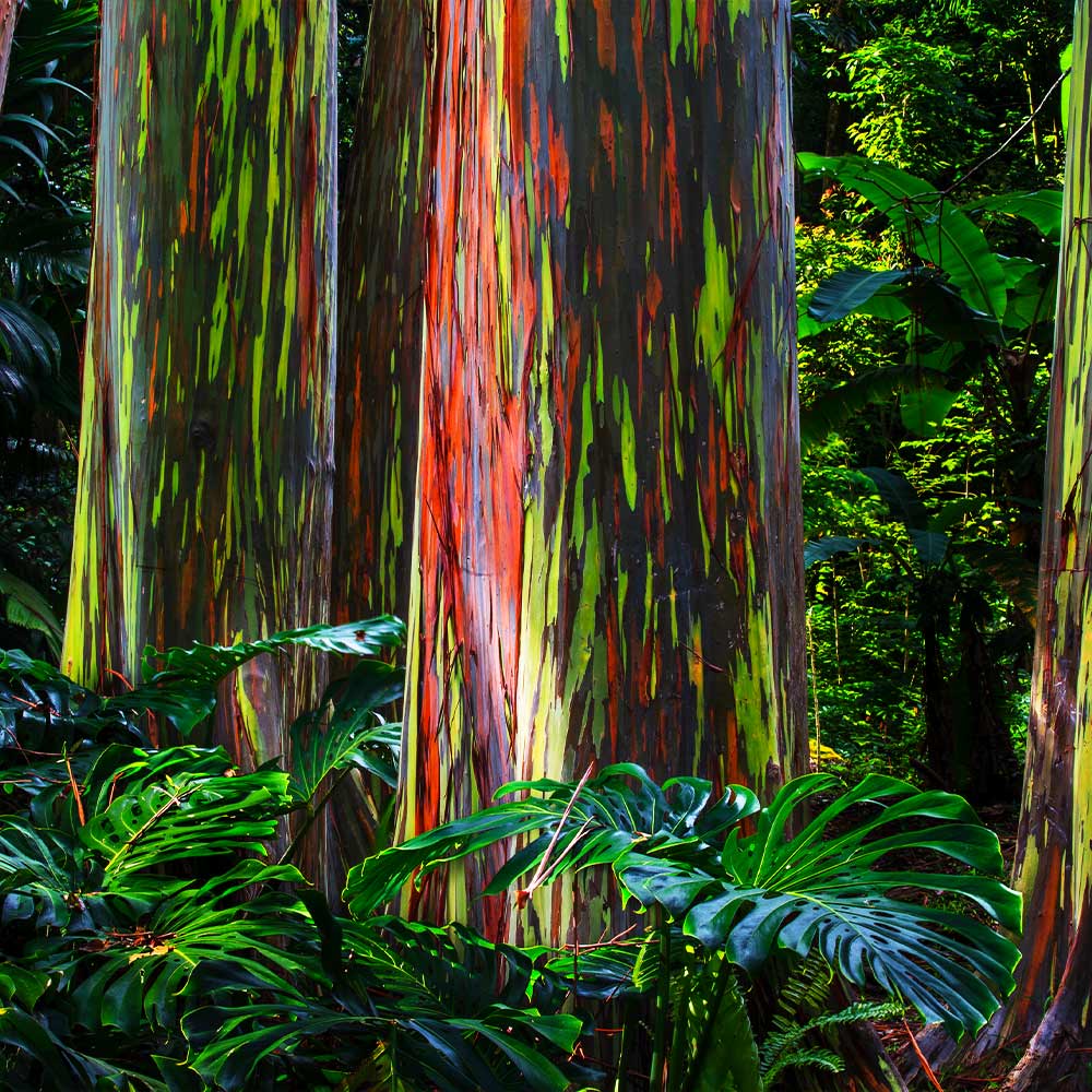 Brighter Blooms 11827 trees - View #3