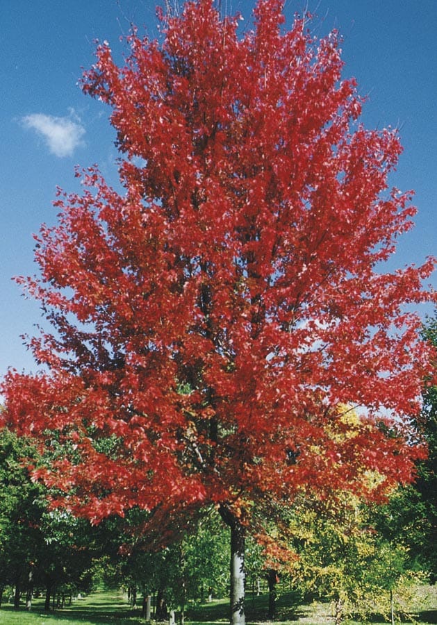  NURSERY 3.74-Gallon Shade Tree Autumn Blaze Maple In Pot (With Soil)